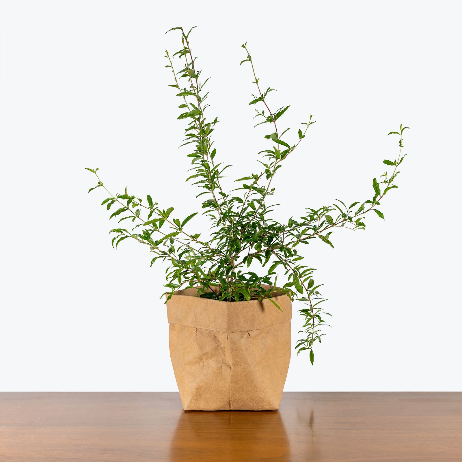 Ornamental Pomegranate | Care Guide and Pro Tips - Delivery from Toronto across Canada - JOMO Studio