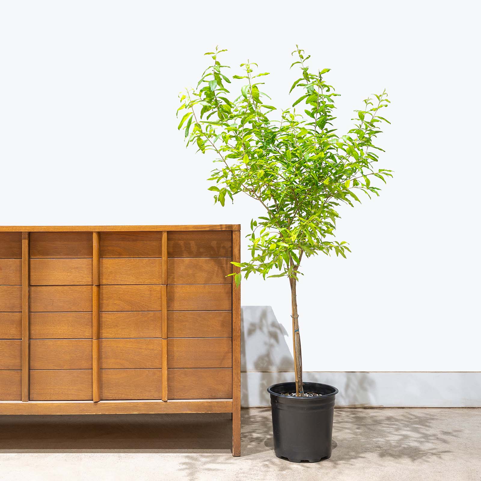 Ornamental Pomegranate | Care Guide and Pro Tips - Delivery from Toronto across Canada - JOMO Studio