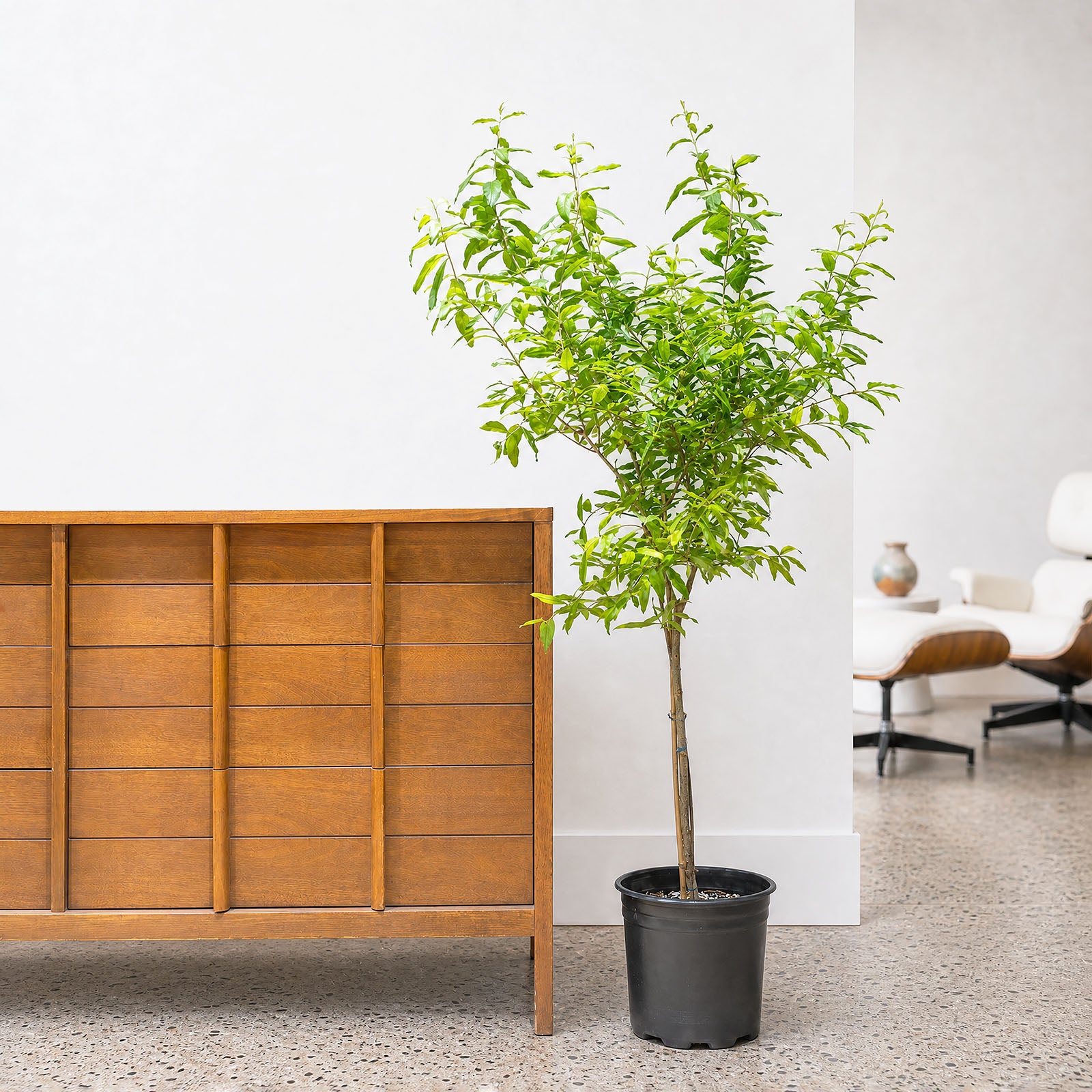 Ornamental Pomegranate | Care Guide and Pro Tips - Delivery from Toronto across Canada - JOMO Studio