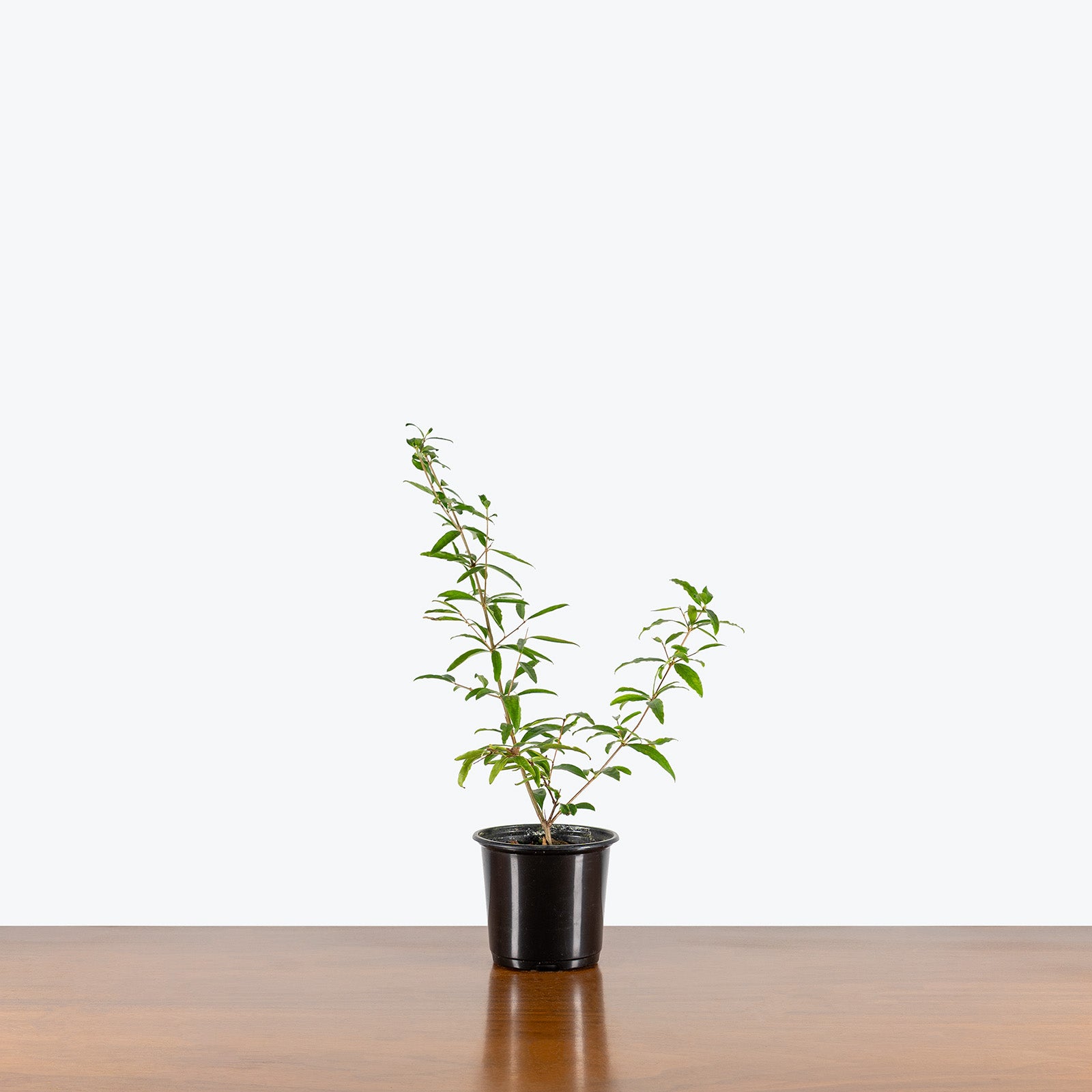 Ornamental Pomegranate | Care Guide and Pro Tips - Delivery from Toronto across Canada - JOMO Studio