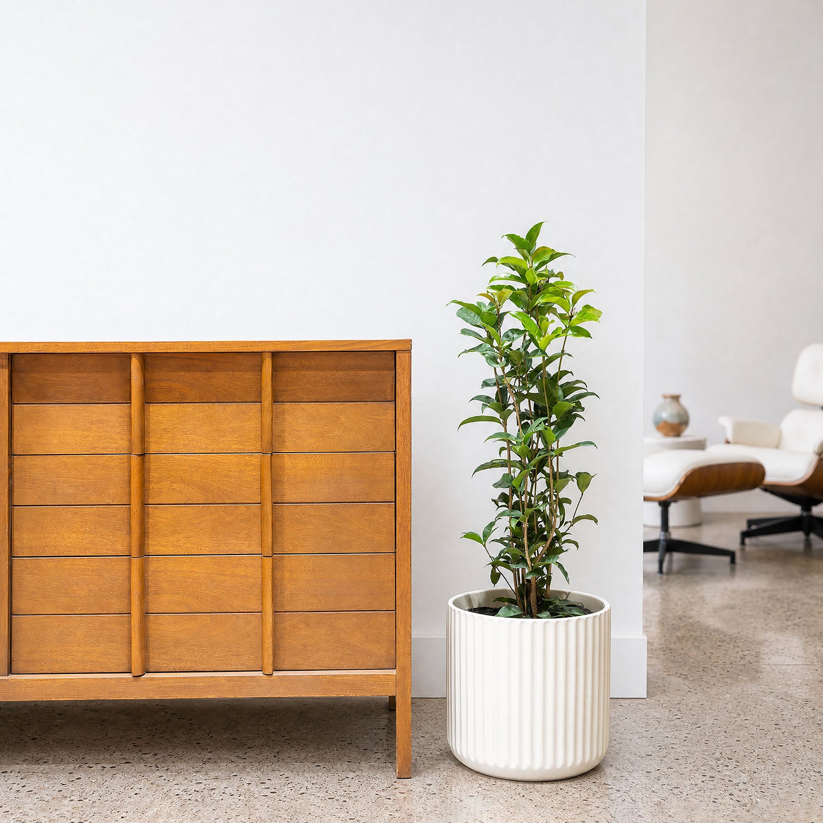 Osmanthus Plant | Care Guide and Pro Tips - Delivery from Toronto across Canada - JOMO Studio