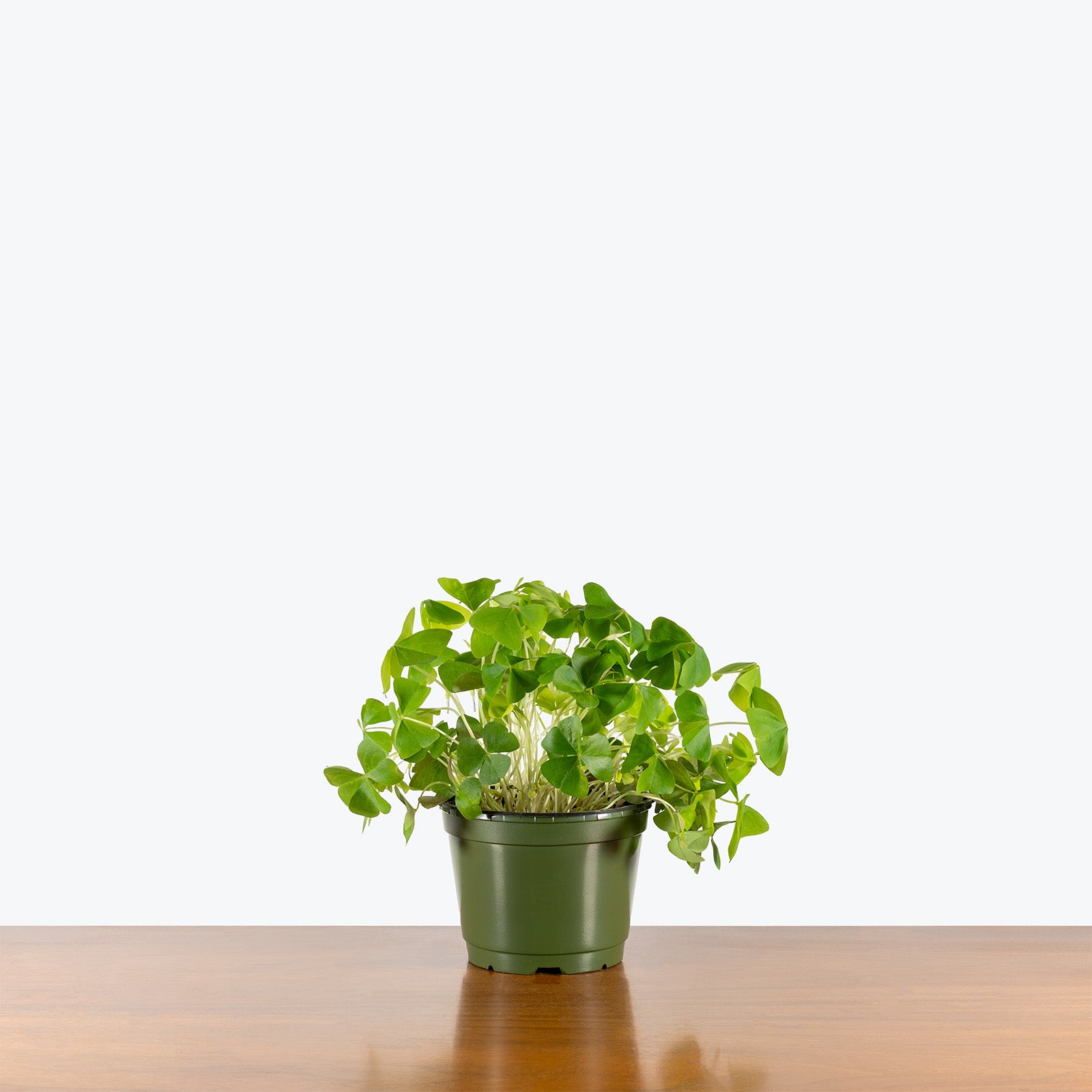 Oxalis | Shamrock Plant | Care Guide and Pro Tips - Delivery from Toronto across Canada - JOMO Studio