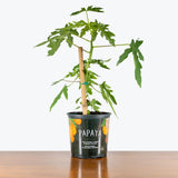 Papaya Tree — 7"-8" Pot (2'-3' Tall, local delivery only, some blemishes expected)