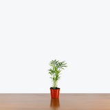 Parlor Palm — 2.5" Pot