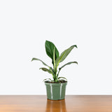 Peace Lily Sensation — 6" Pot