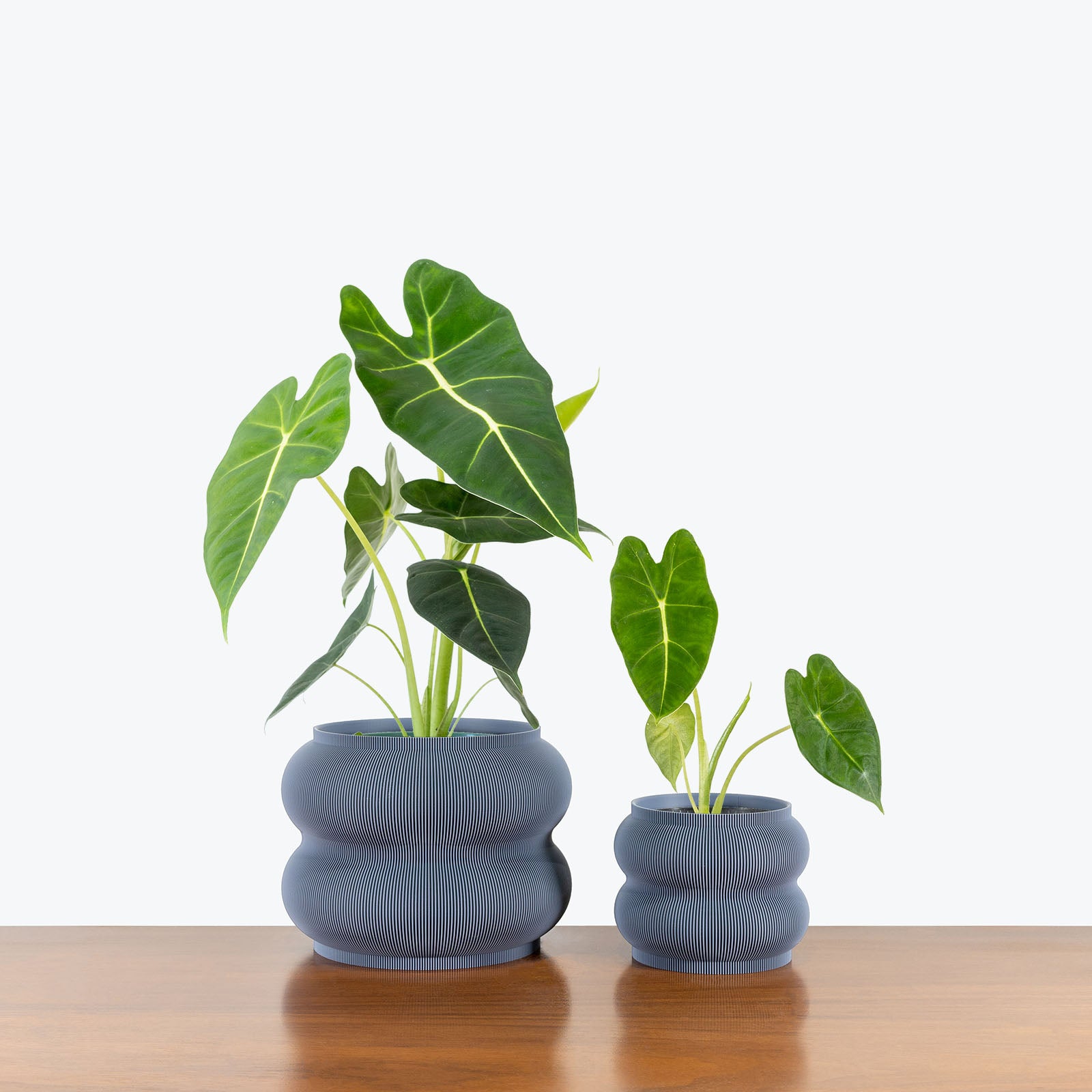 Peanut Planter - 3D Printed Planter - House Plants Delivery Toronto - JOMO Studio #color_grey