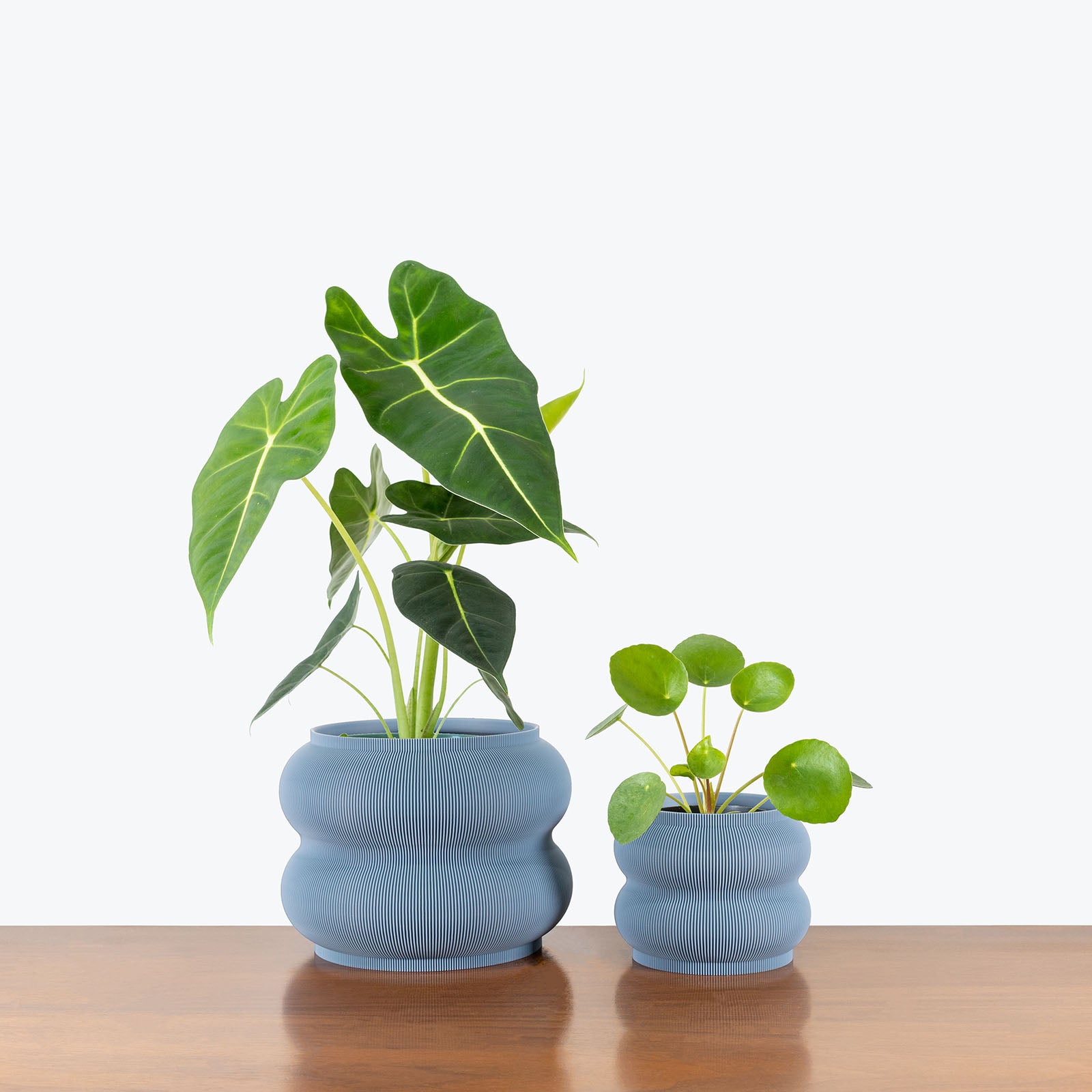 Peanut Planter - 3D Printed Planter - House Plants Delivery Toronto - JOMO Studio #color_grey