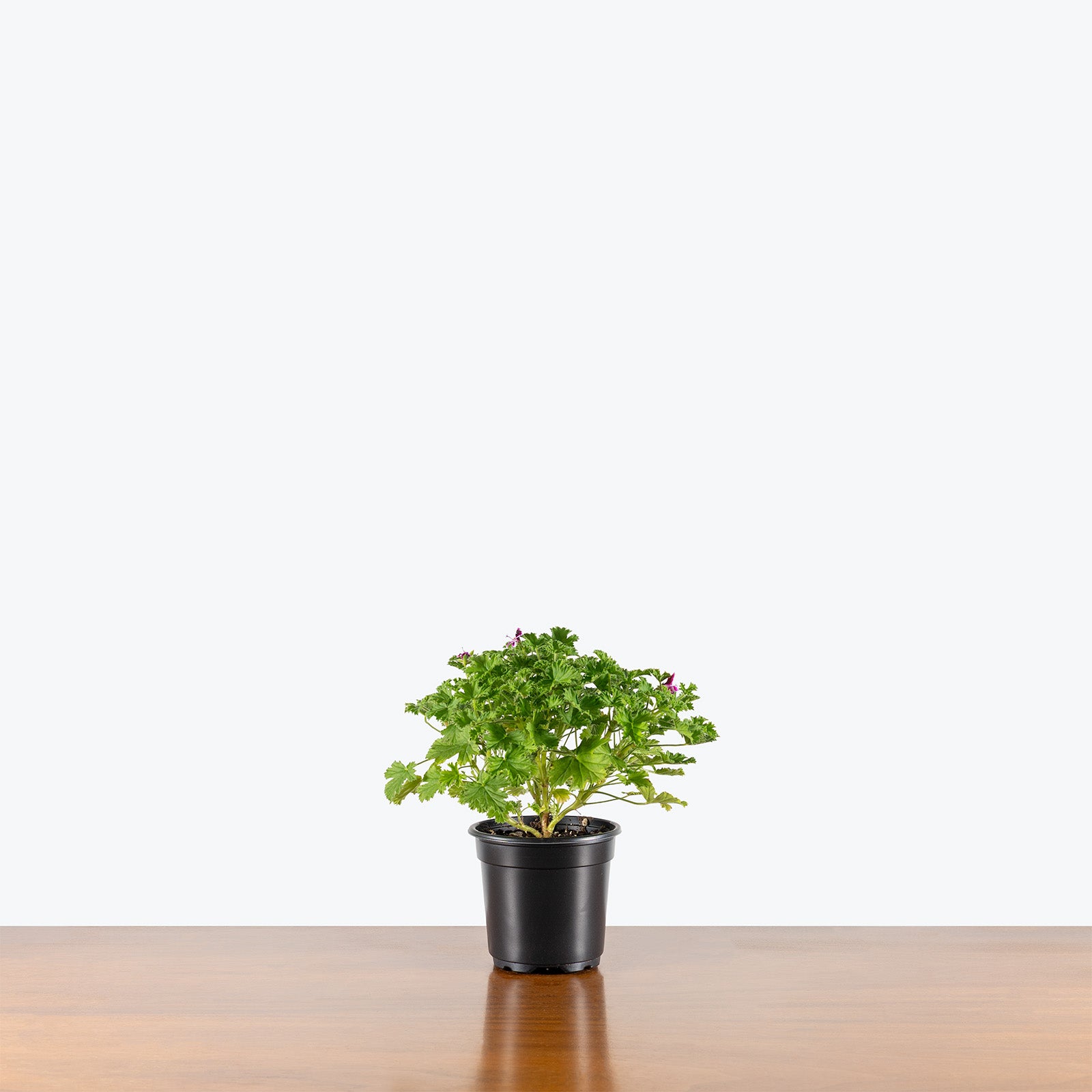 Pelargonium Mosquitaway Eva | Care Guide and Pro Tips - Delivery from Toronto across Canada - JOMO Studio
