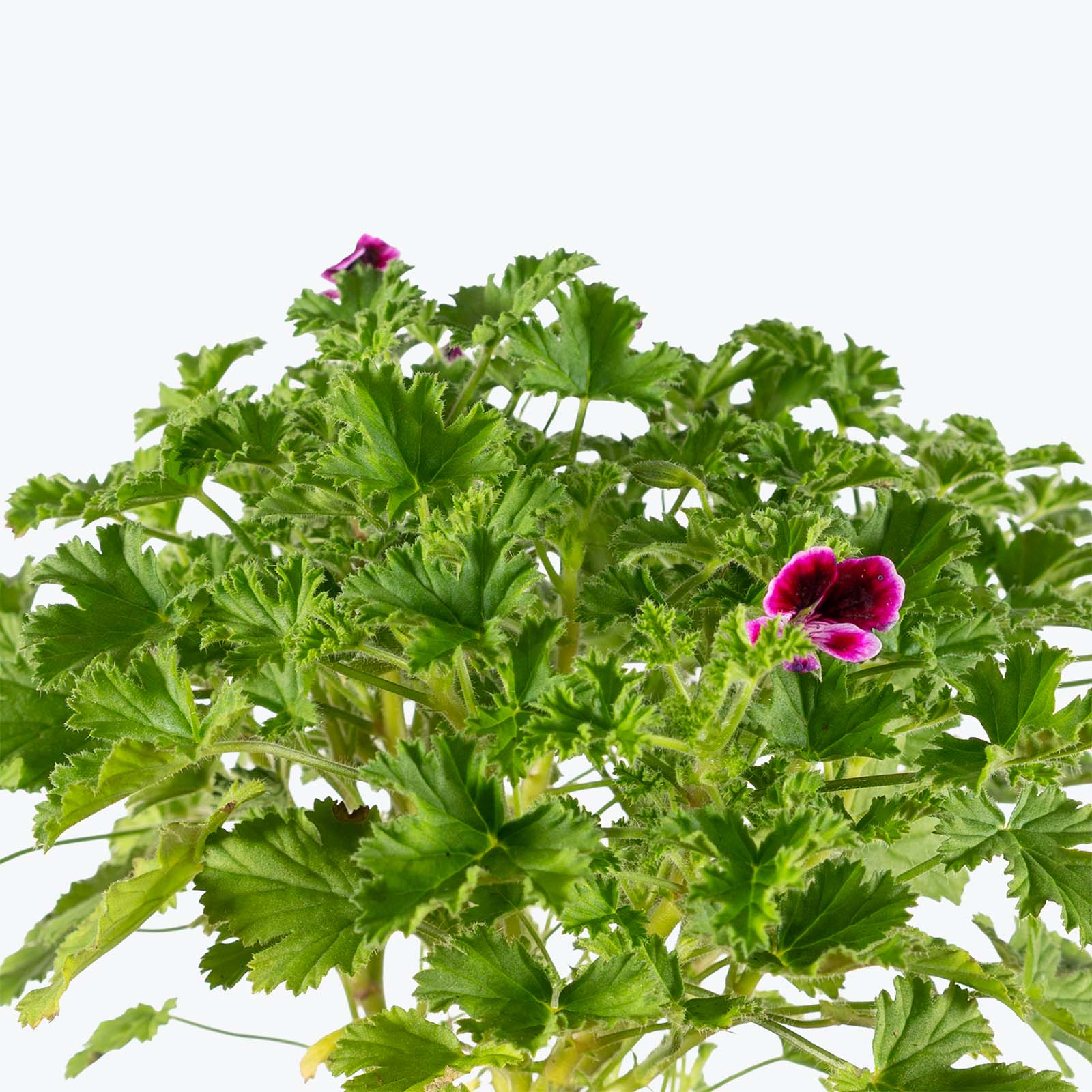 Pelargonium Mosquitaway Eva | Care Guide and Pro Tips - Delivery from Toronto across Canada - JOMO Studio
