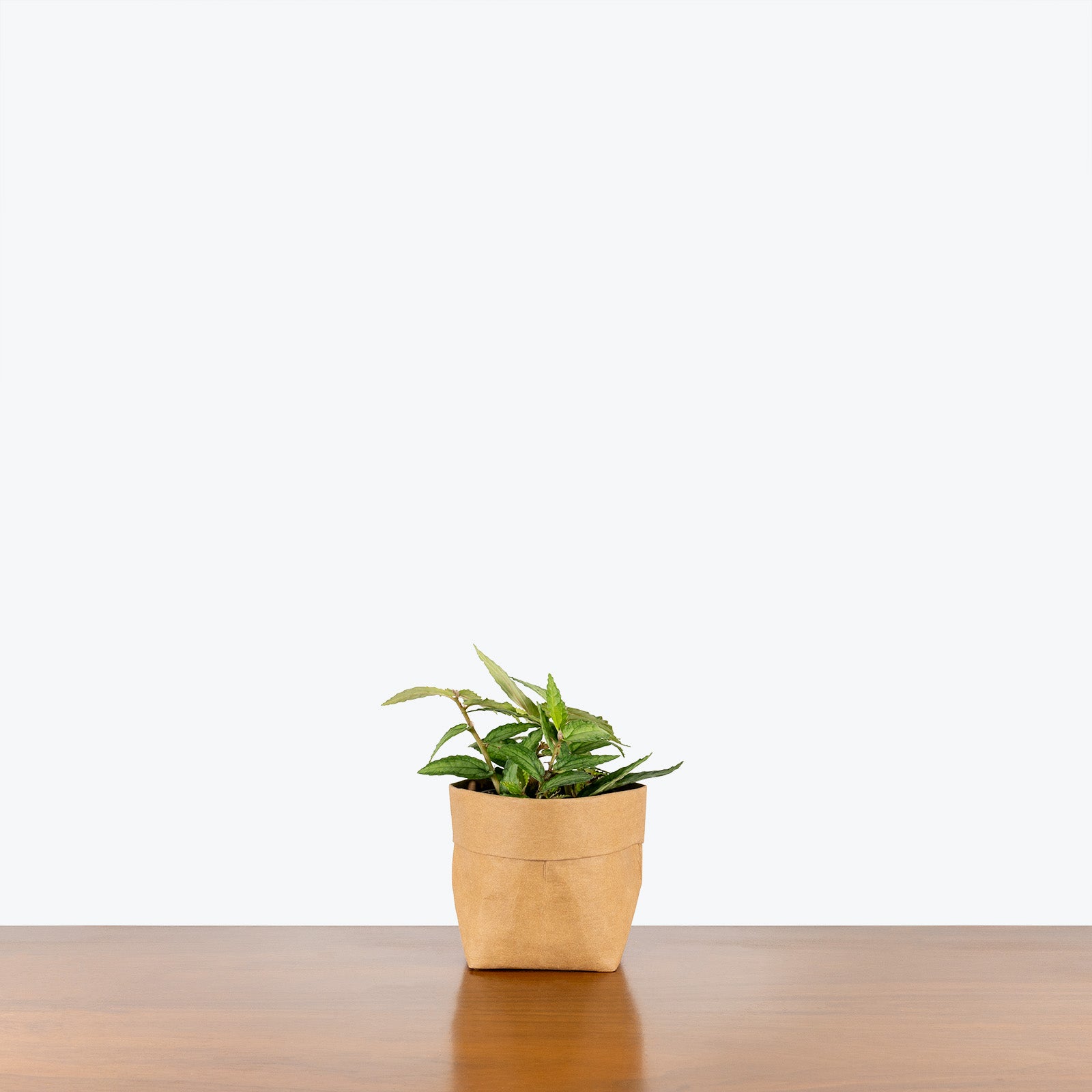 Pellionia Repens Watermelon - House Plants Delivery Toronto - JOMO Studio