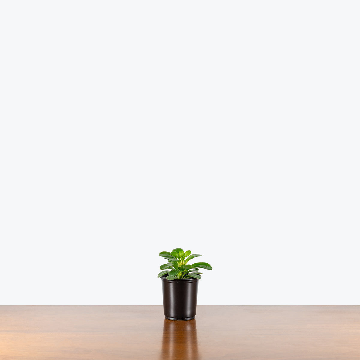 Peperomia Andrei | Care Guide and Pro Tips - Delivery from Toronto across Canada - JOMO Studio