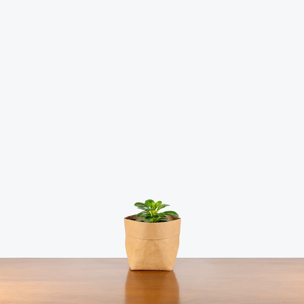 Peperomia Andrei | Care Guide and Pro Tips - Delivery from Toronto across Canada - JOMO Studio