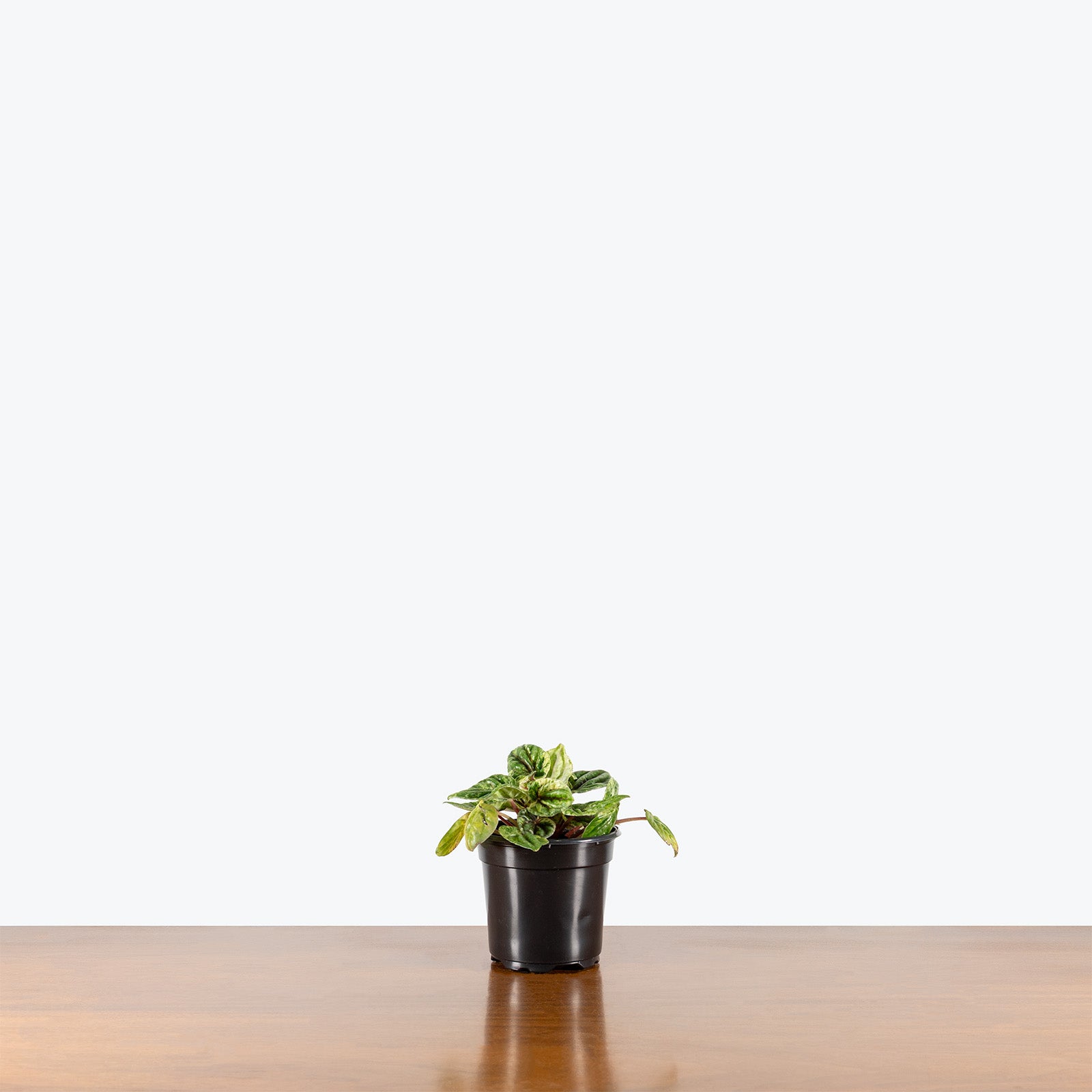 Peperomia Buenos Aires | Care Guide and Pro Tips - Delivery from Toronto across Canada - JOMO Studio