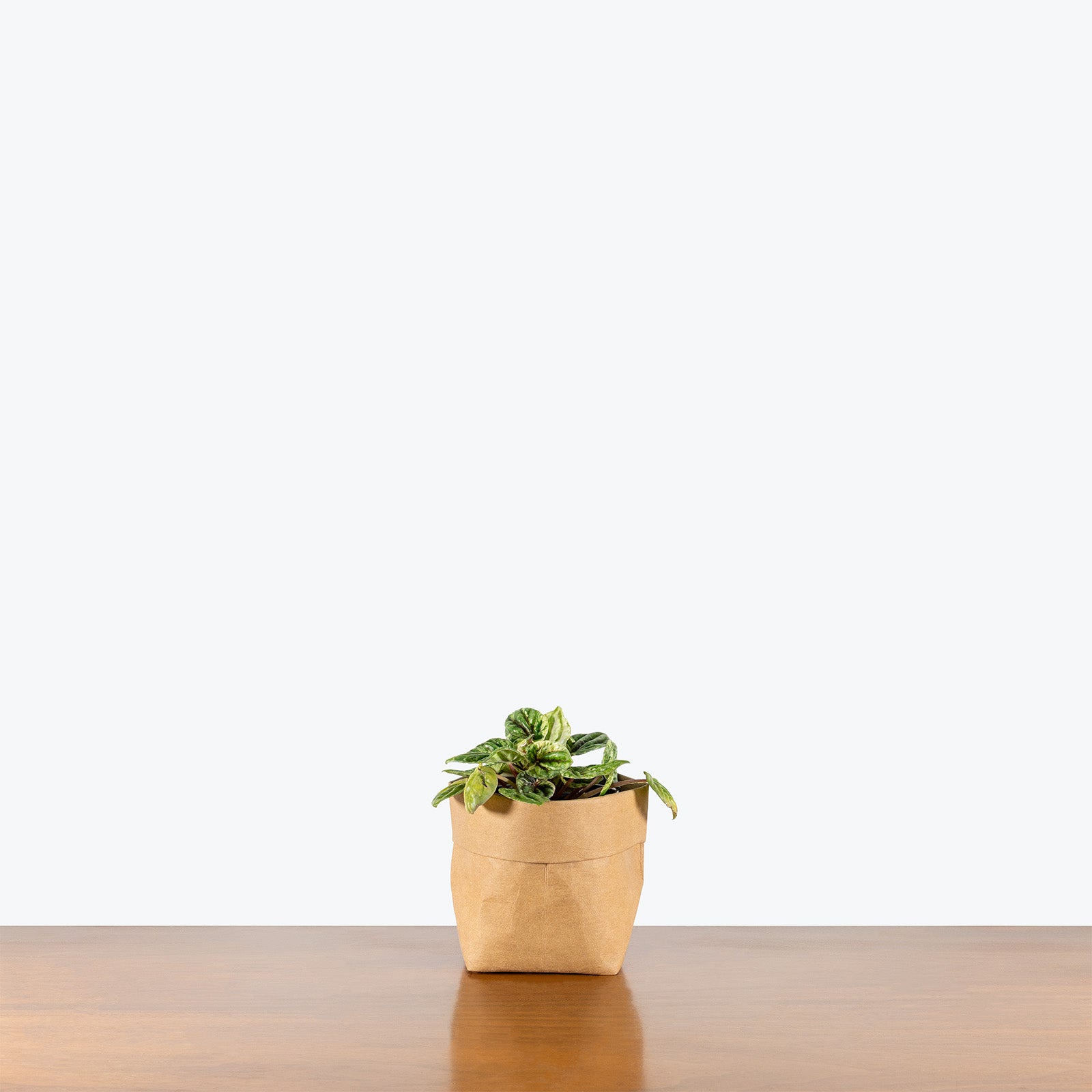 Peperomia Buenos Aires | Care Guide and Pro Tips - Delivery from Toronto across Canada - JOMO Studio