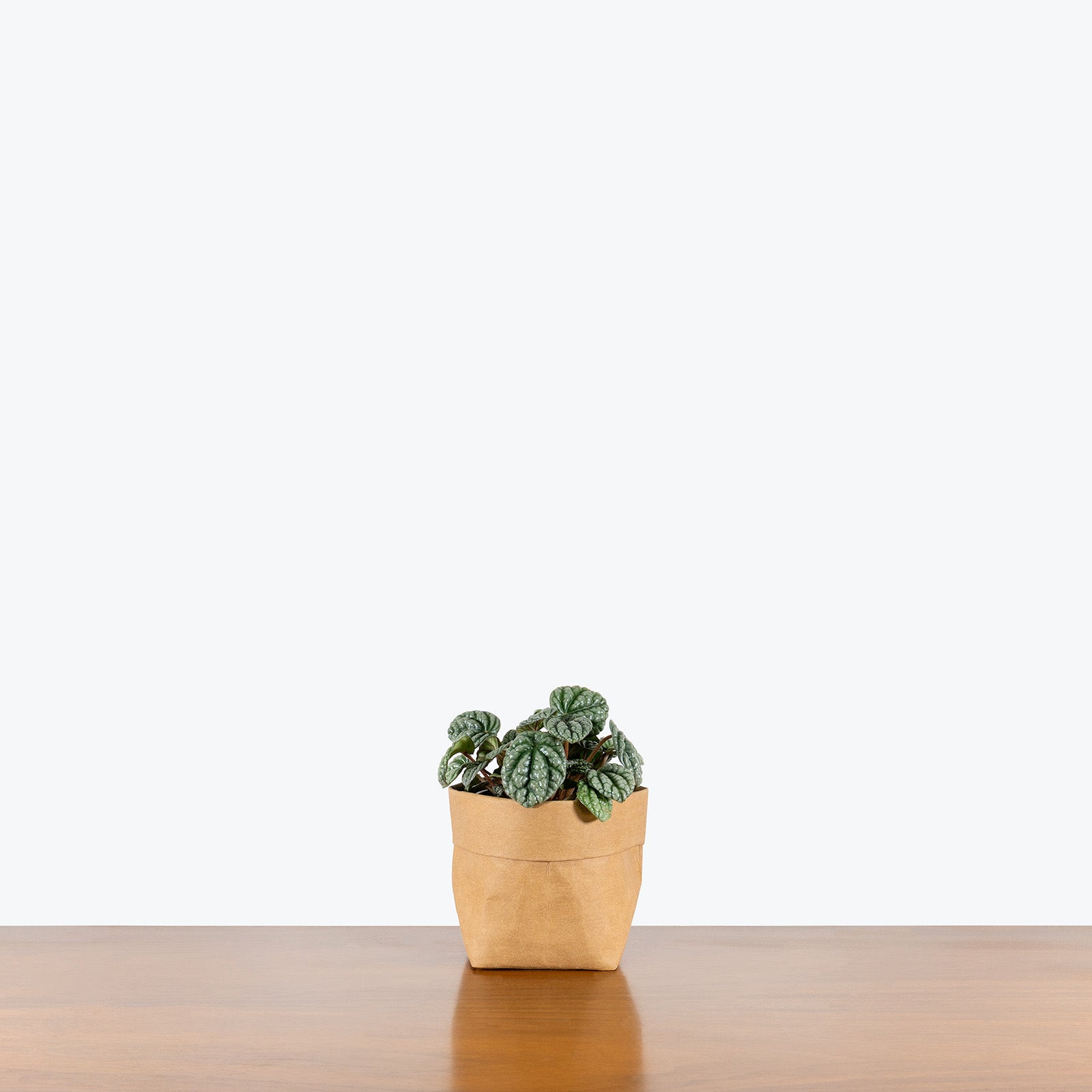 Peperomia Burbella | Care Guide and Pro Tips - Delivery from Toronto across Canada - JOMO Studio