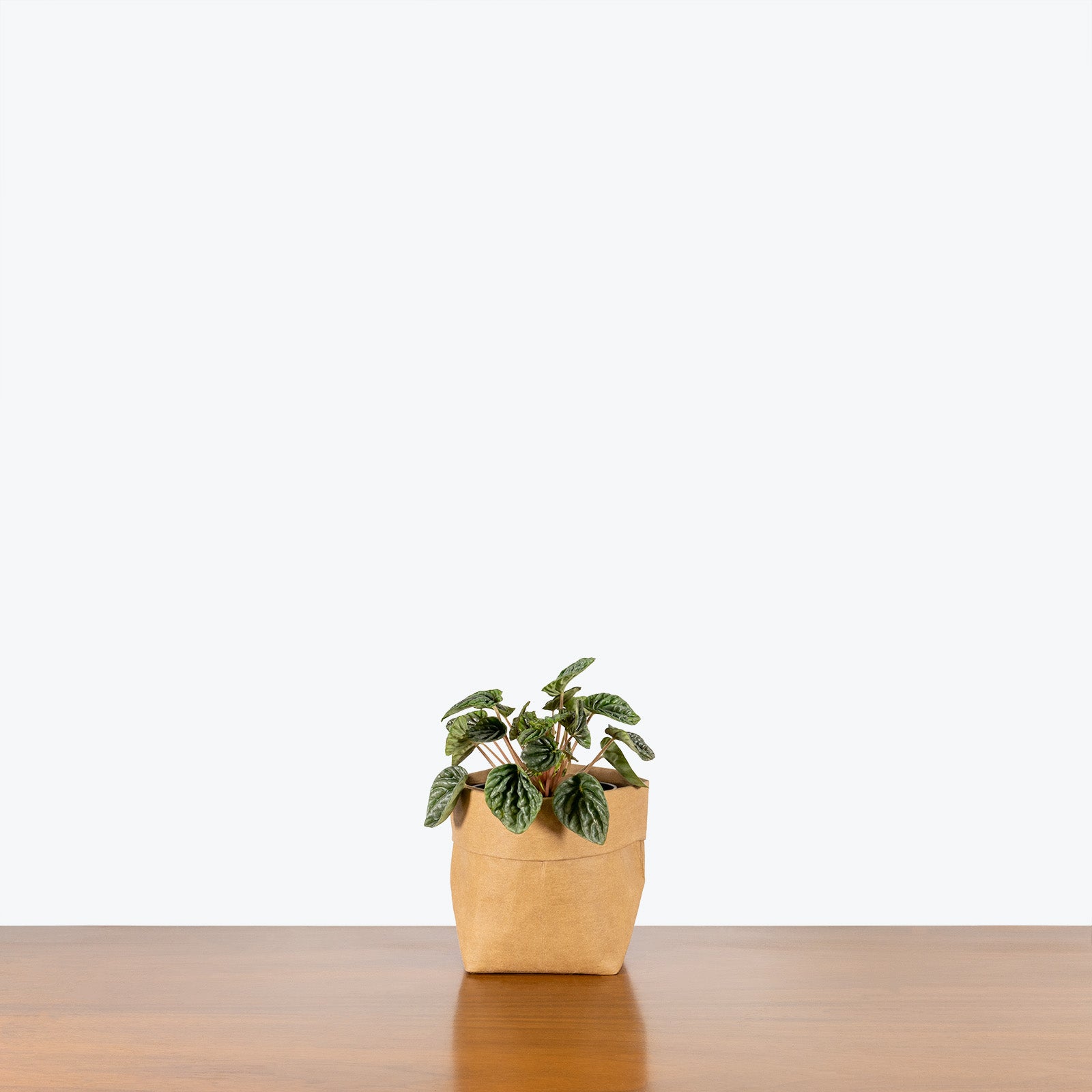 Peperomia Grey Luna - House Plants Delivery Toronto - JOMO Studio