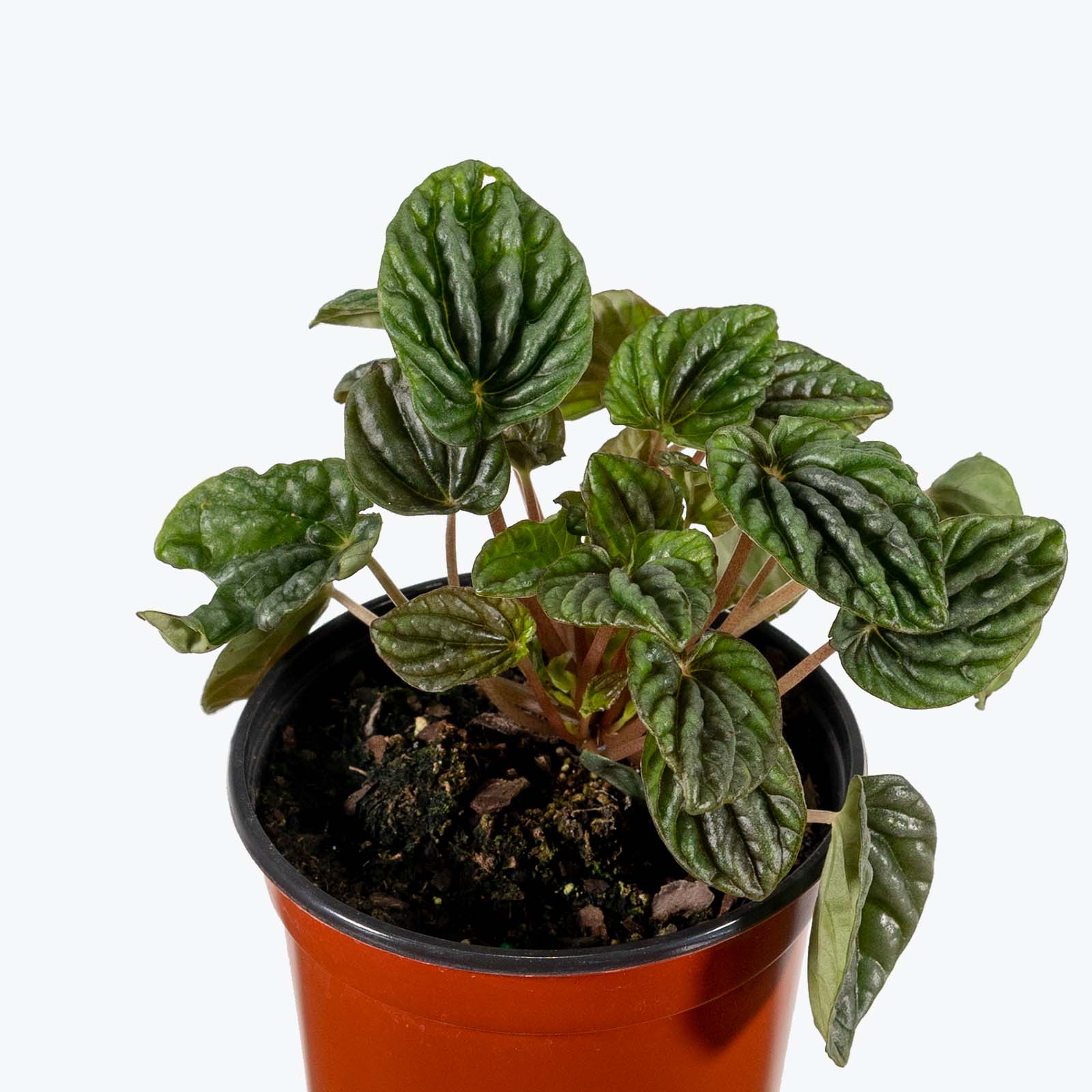 Peperomia Grey Luna - House Plants Delivery Toronto - JOMO Studio