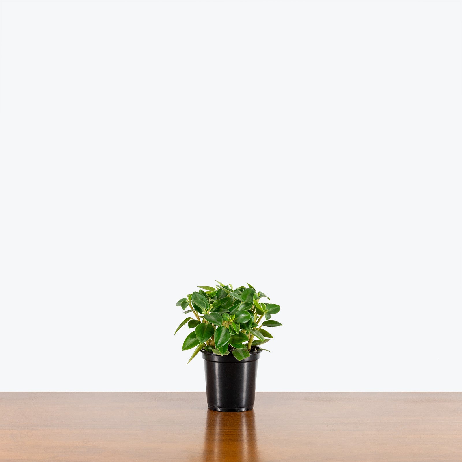 Peperomia Pixie Green - House Plants Delivery Toronto - JOMO Studio