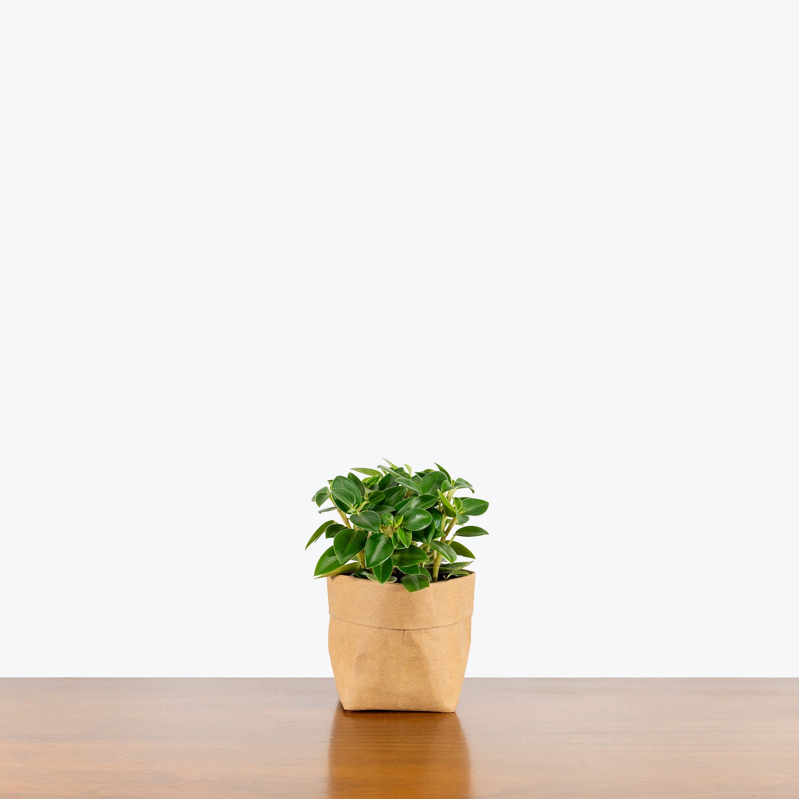 Peperomia Pixie Green - House Plants Delivery Toronto - JOMO Studio