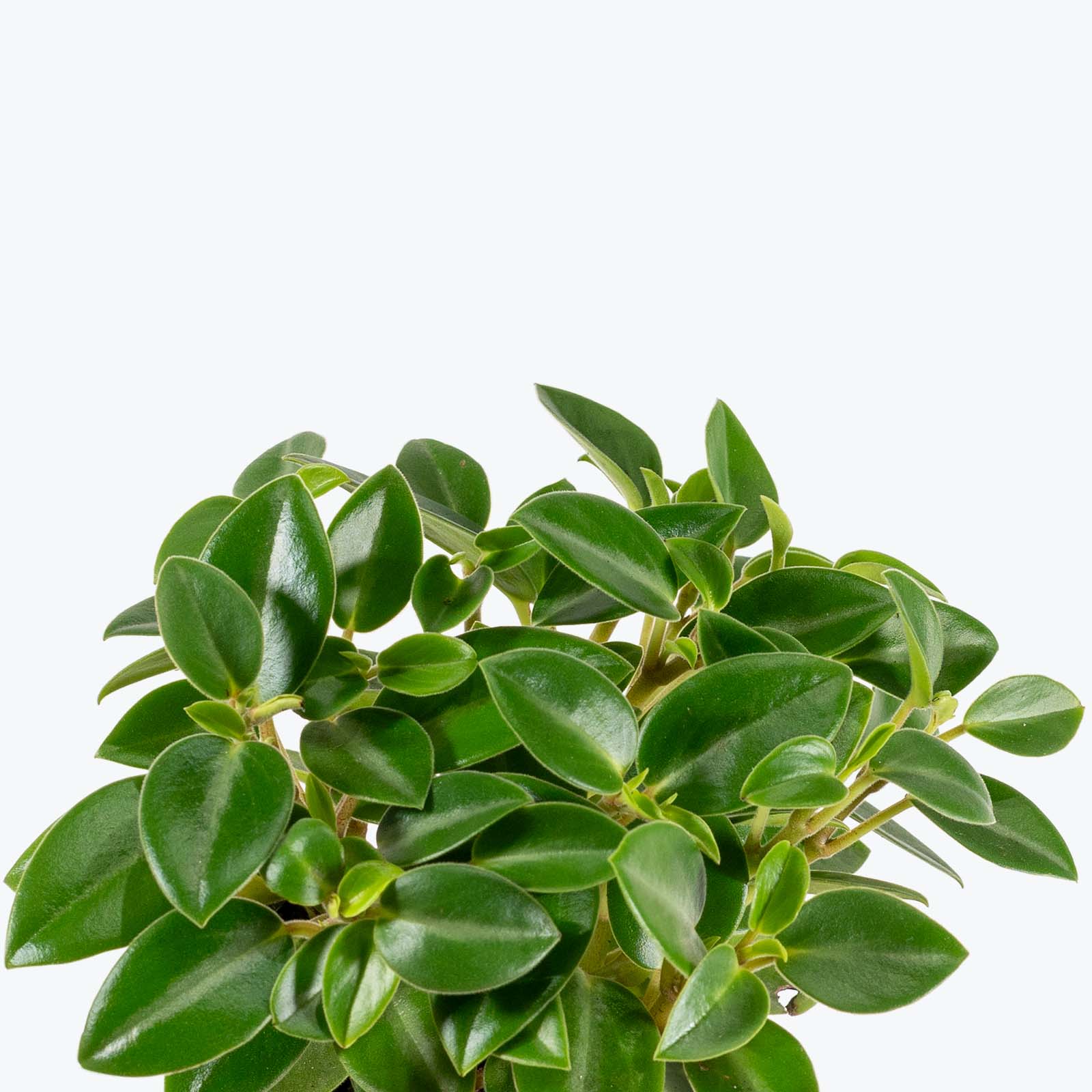 Peperomia Pixie Green - House Plants Delivery Toronto - JOMO Studio