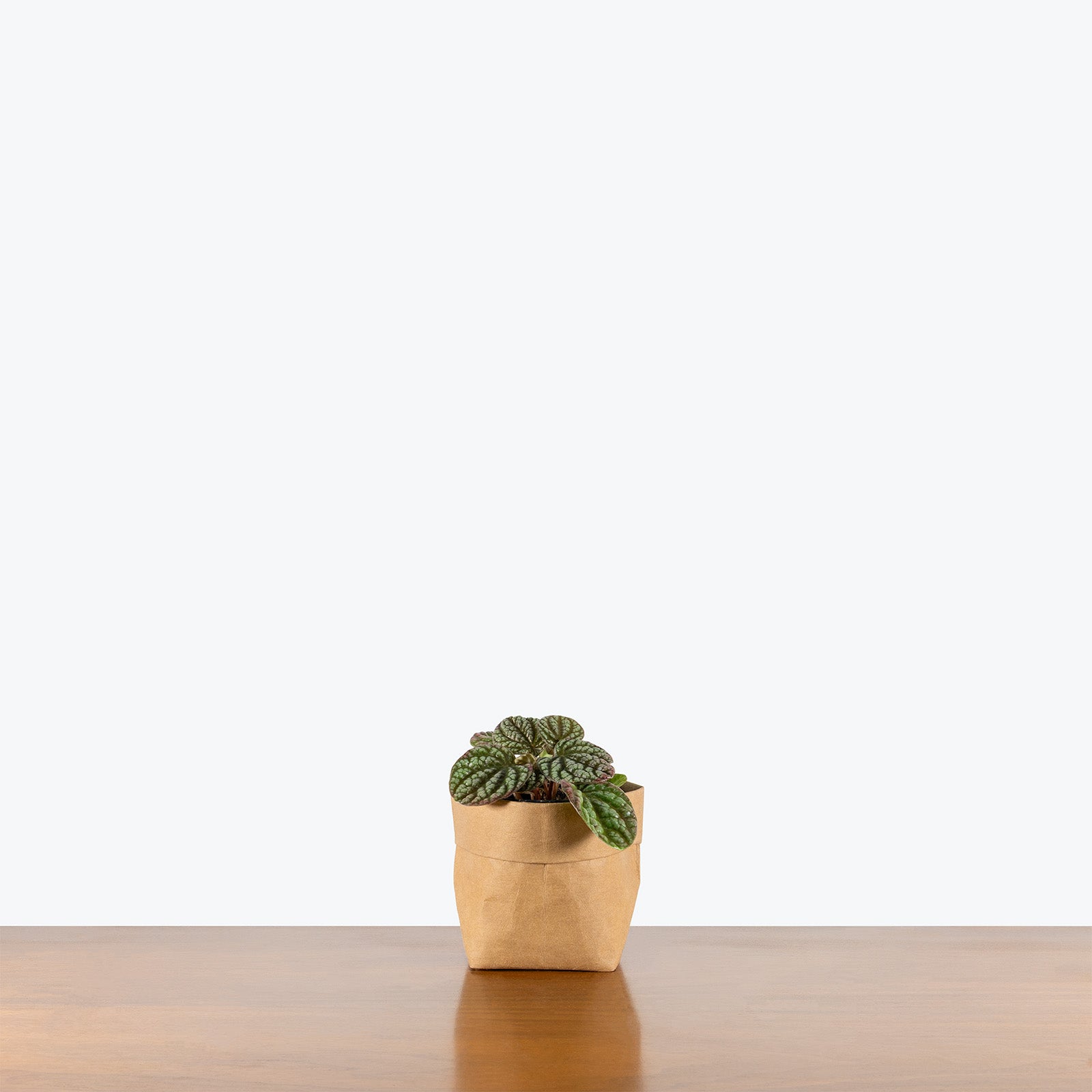 Peperomia Pobo Lavender | Care Guide and Pro Tips - Delivery from Toronto across Canada - JOMO Studio