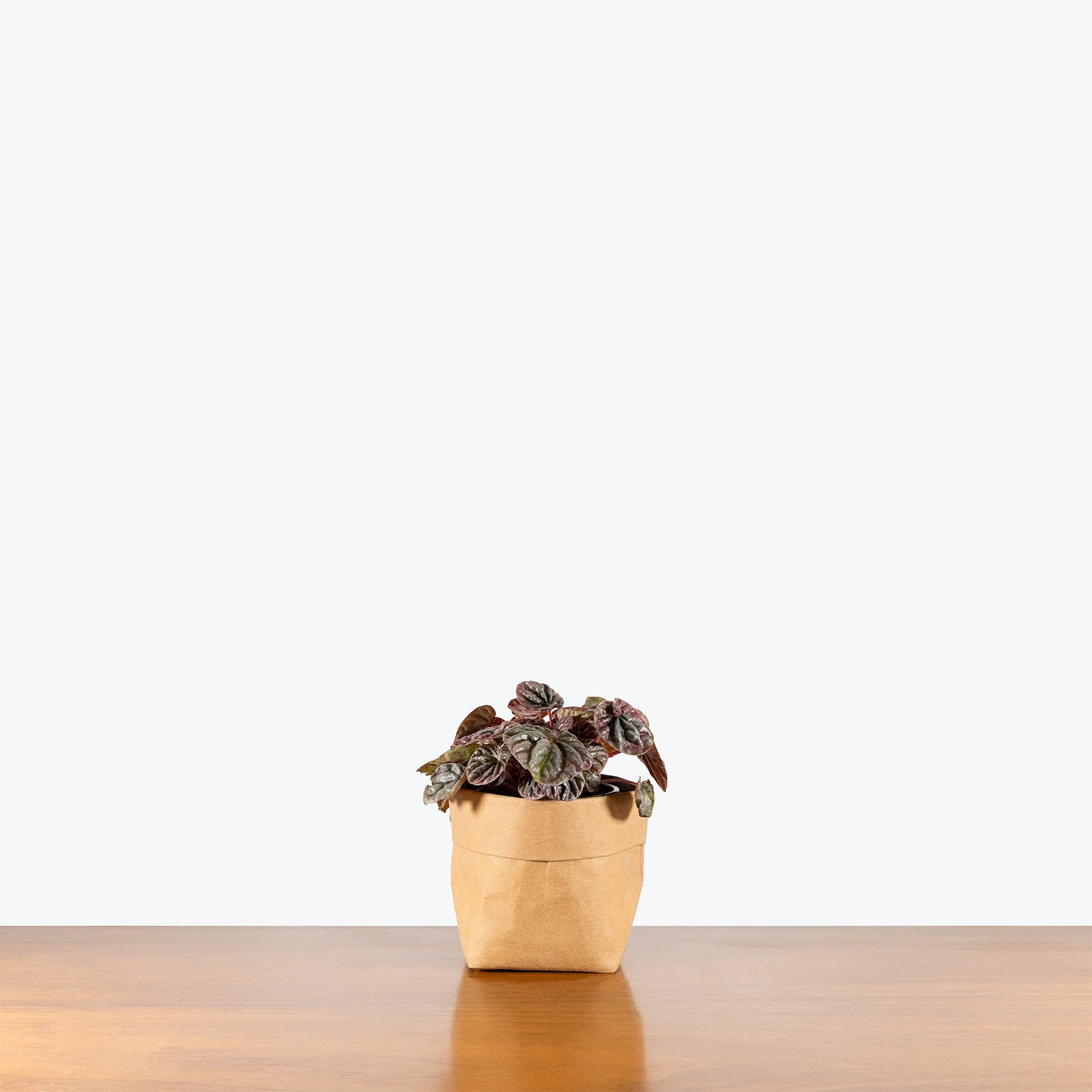 Peperomia Red Luna | Care Guide and Pro Tips - Delivery from Toronto across Canada - JOMO Studio