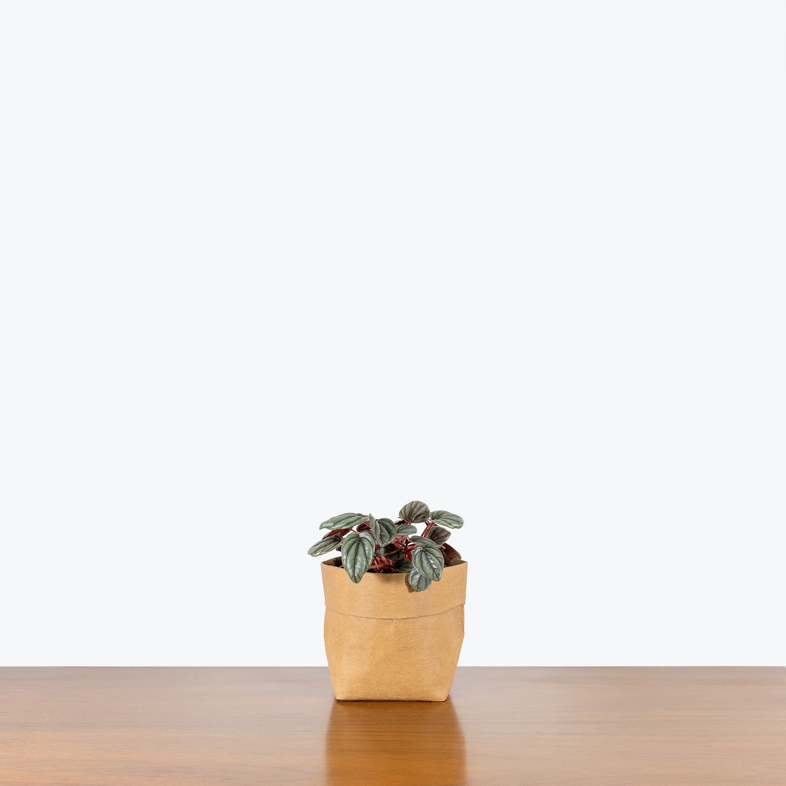 Peperomia Sunrise - House Plants Delivery Toronto - JOMO Studio
