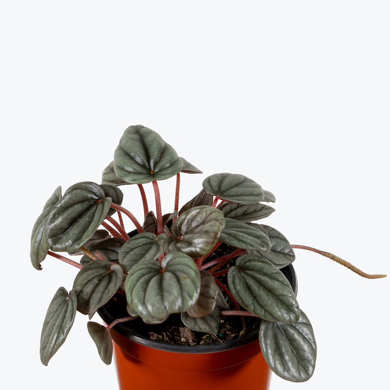 Peperomia Sunrise - House Plants Delivery Toronto - JOMO Studio