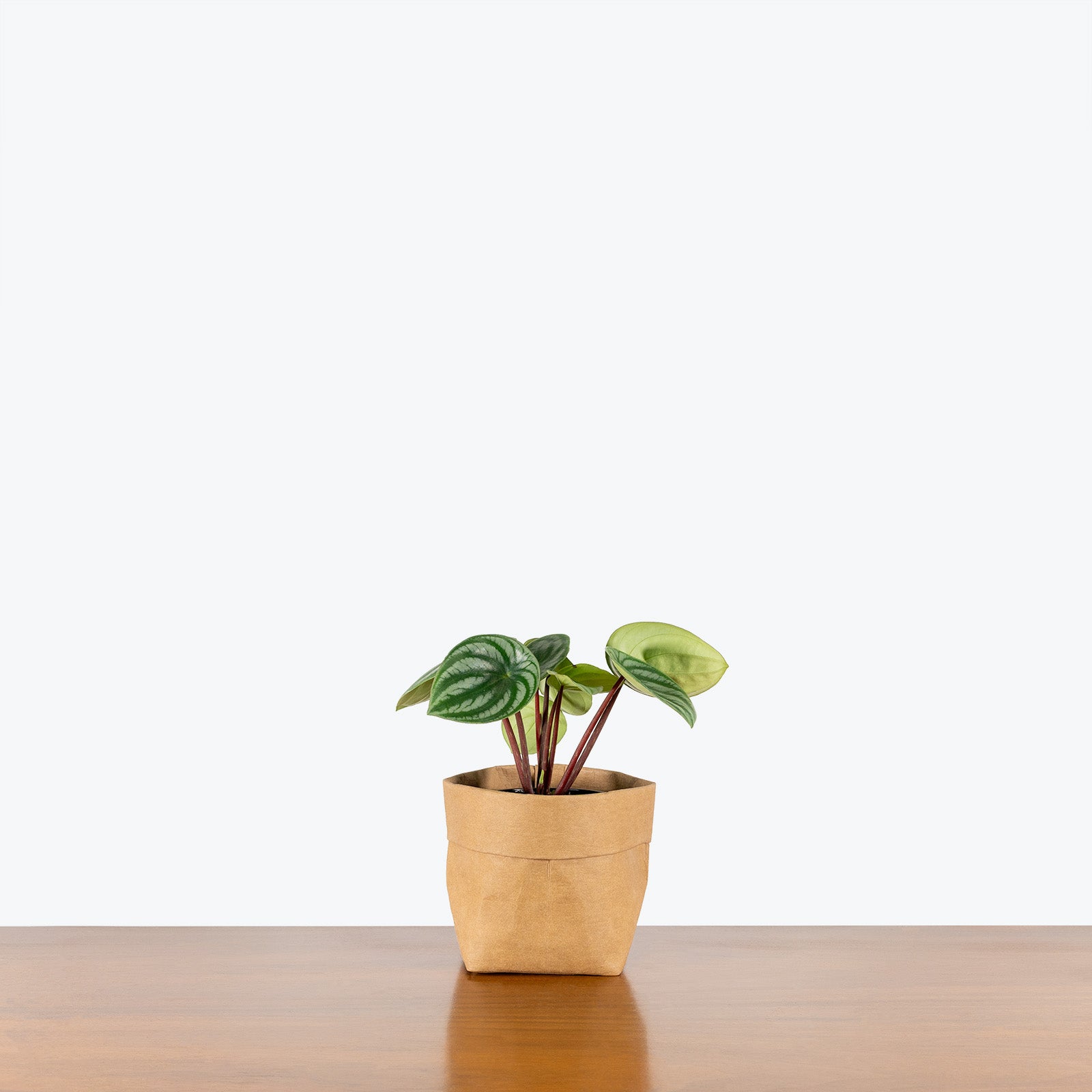 Peperomia Watermelon | Care Guide and Pro Tips - JOMO Studio