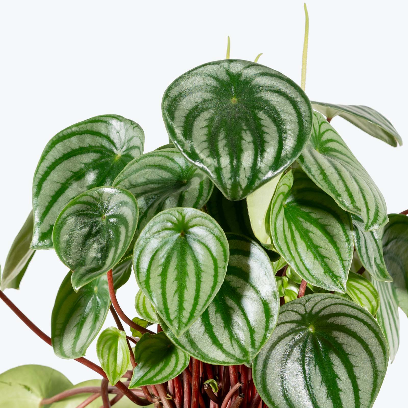 Peperomia Watermelon | Care Guide and Pro Tips - JOMO Studio