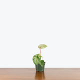 Peperomia Watermelon 'Harmony's Gold Dust' — 4" Pot