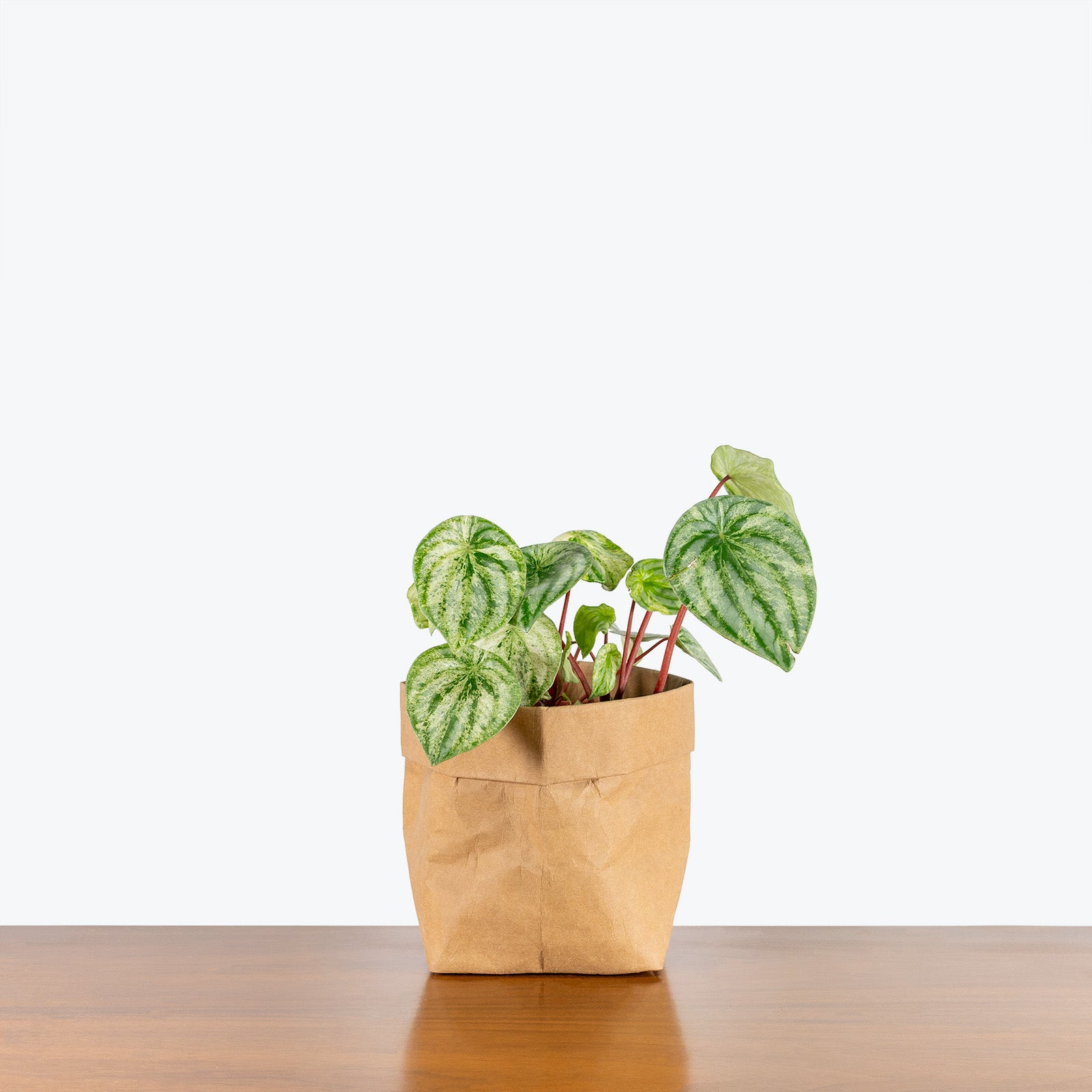 Peperomia Watermelon 'Harmony's Gold Dust' | Care Guide and Pro Tips - JOMO Studio