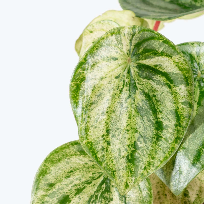 Peperomia Watermelon 'Harmony's Gold Dust' | Care Guide and Pro Tips - JOMO Studio