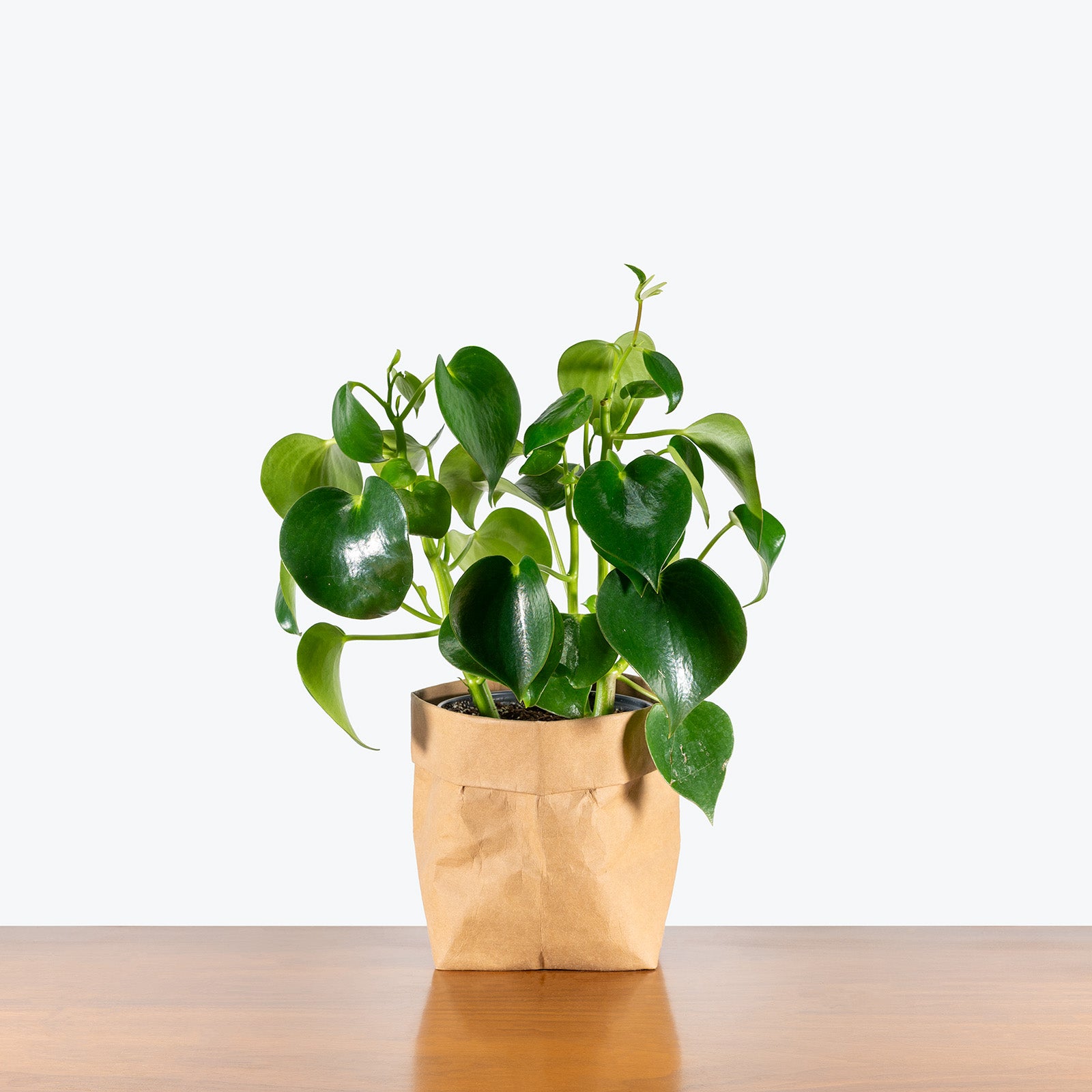 Peperomia Raindrop | Care Guide and Pro Tips - Delivery from Toronto across Canada - JOMO Studio