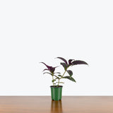 Persian Shield — 4" Pot