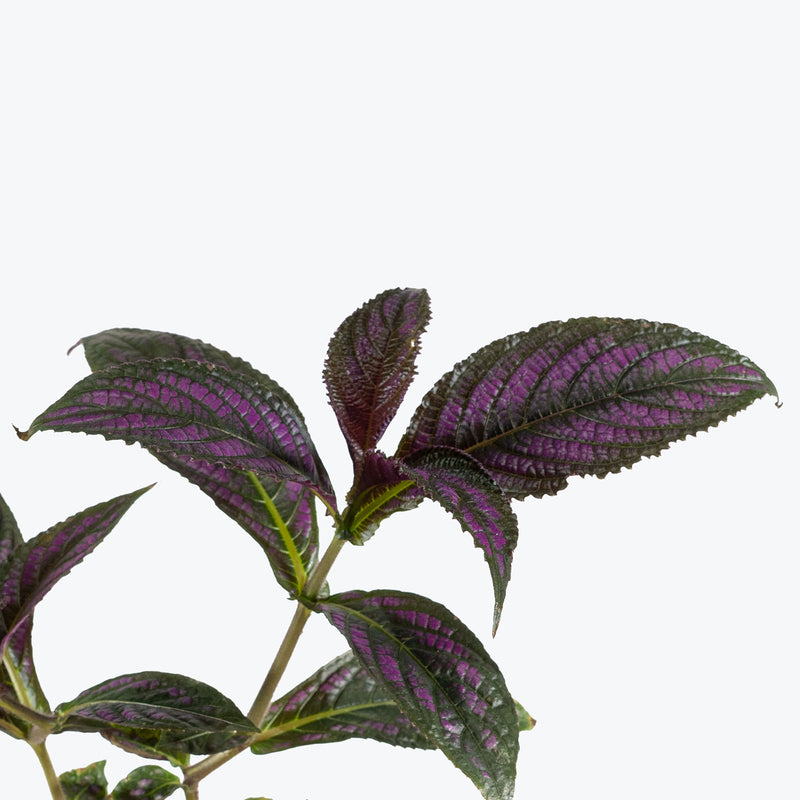 Persian Shield