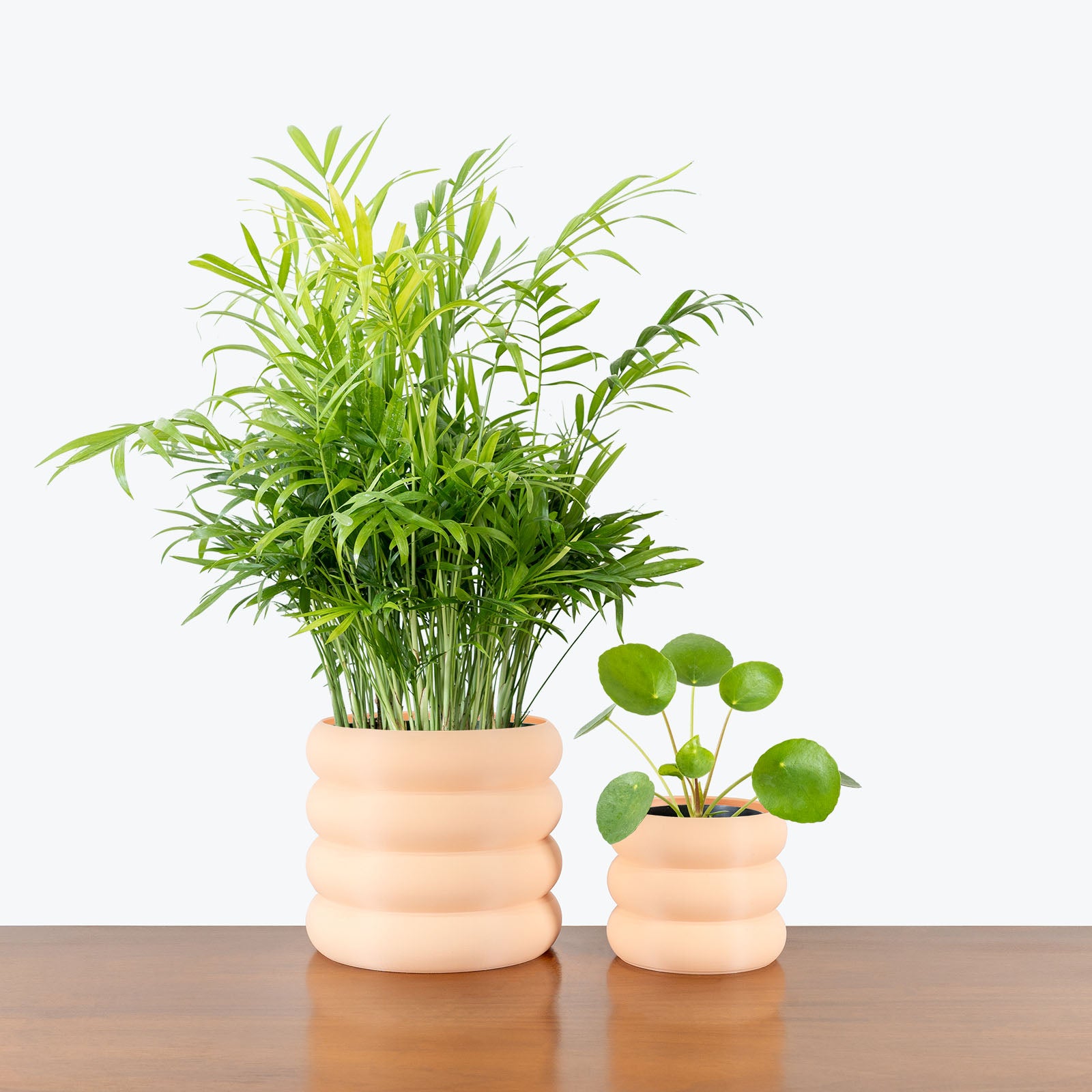 Pet Friendly Duo in 3D Printed Eco Friendly Donut Peach Planter - House Plants Delivery Toronto - JOMO Studio #planter_donut planter