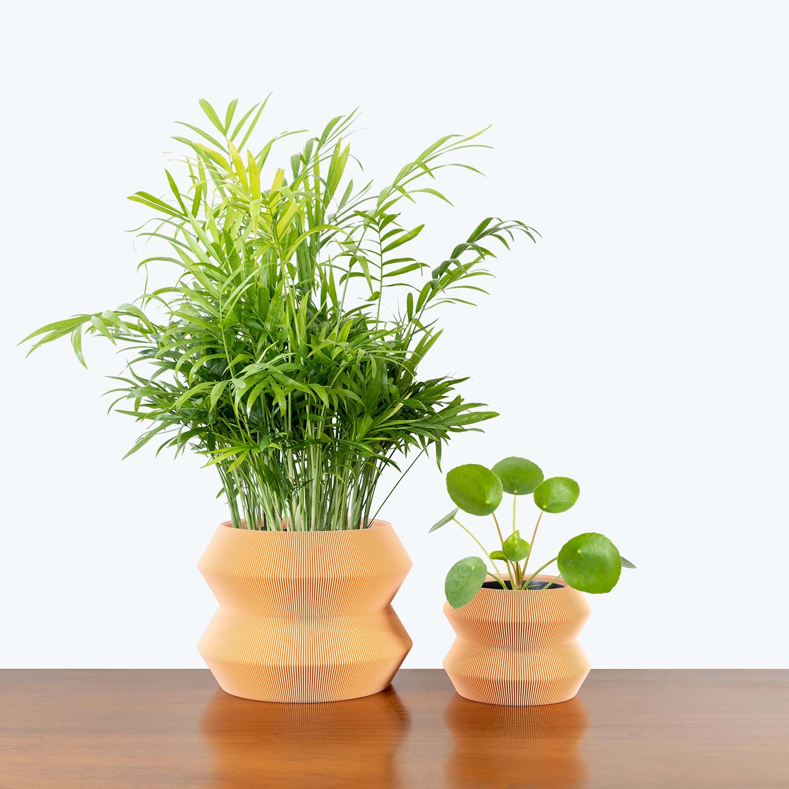 Pet Friendly Duo in 3D Printed Eco Friendly Geo Peach Planter - House Plants Delivery Toronto - JOMO Studio #planter_geo planter