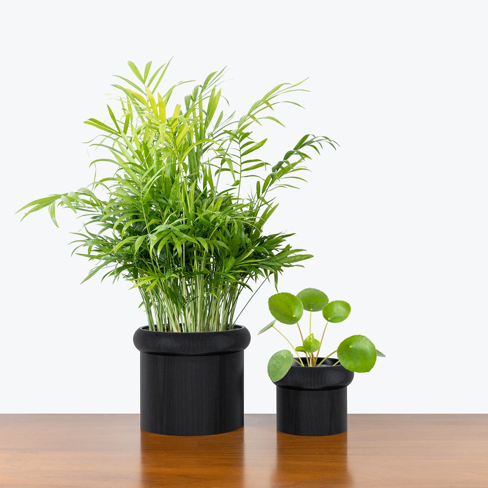 Pet Friendly Duo in 3D Printed Eco Friendly Mushroom Black Planter - House Plants Delivery Toronto - JOMO Studio #planter_mushroom planter