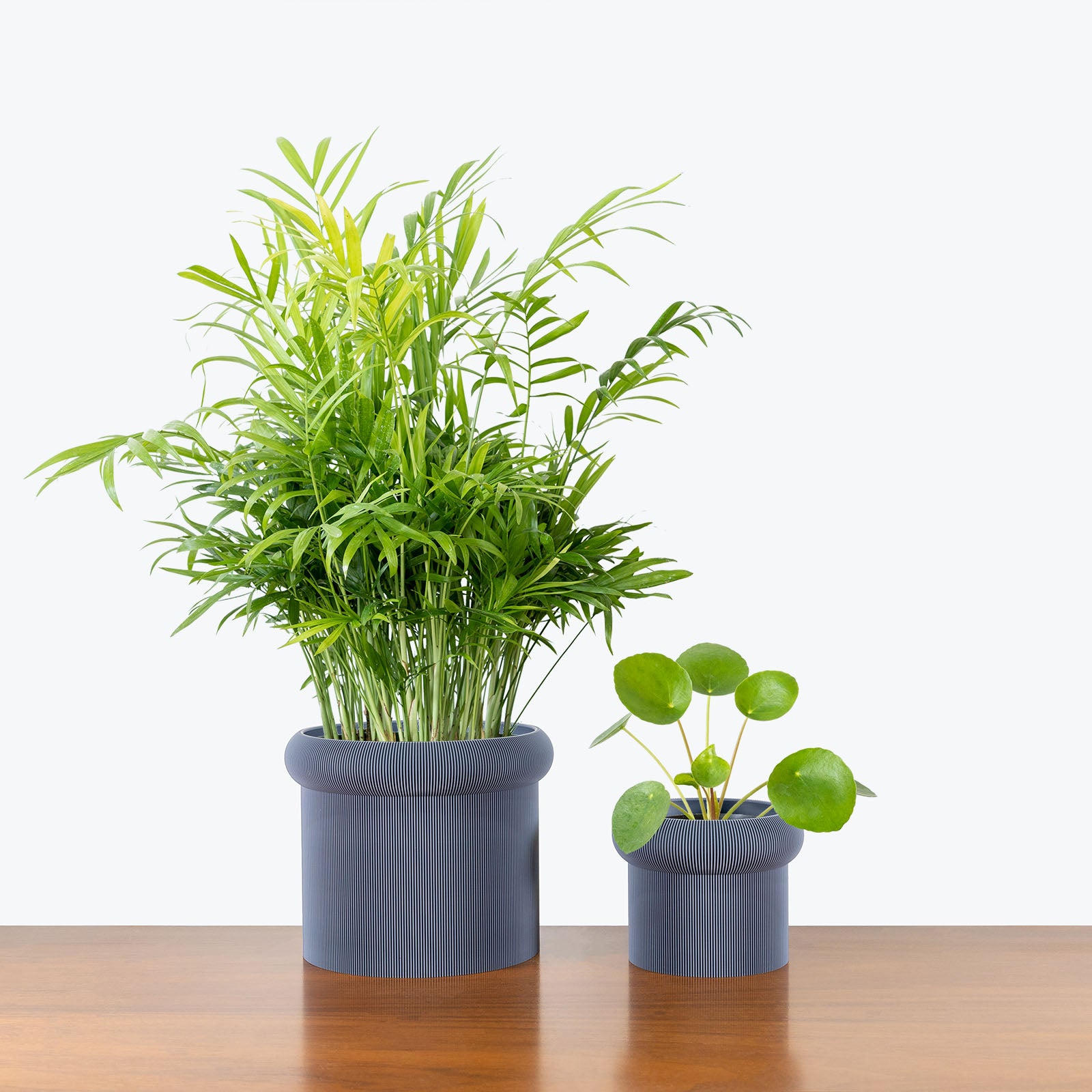 Pet Friendly Duo in 3D Printed Eco Friendly Mushroom Grey Planter - House Plants Delivery Toronto - JOMO Studio #planter_mushroom planter