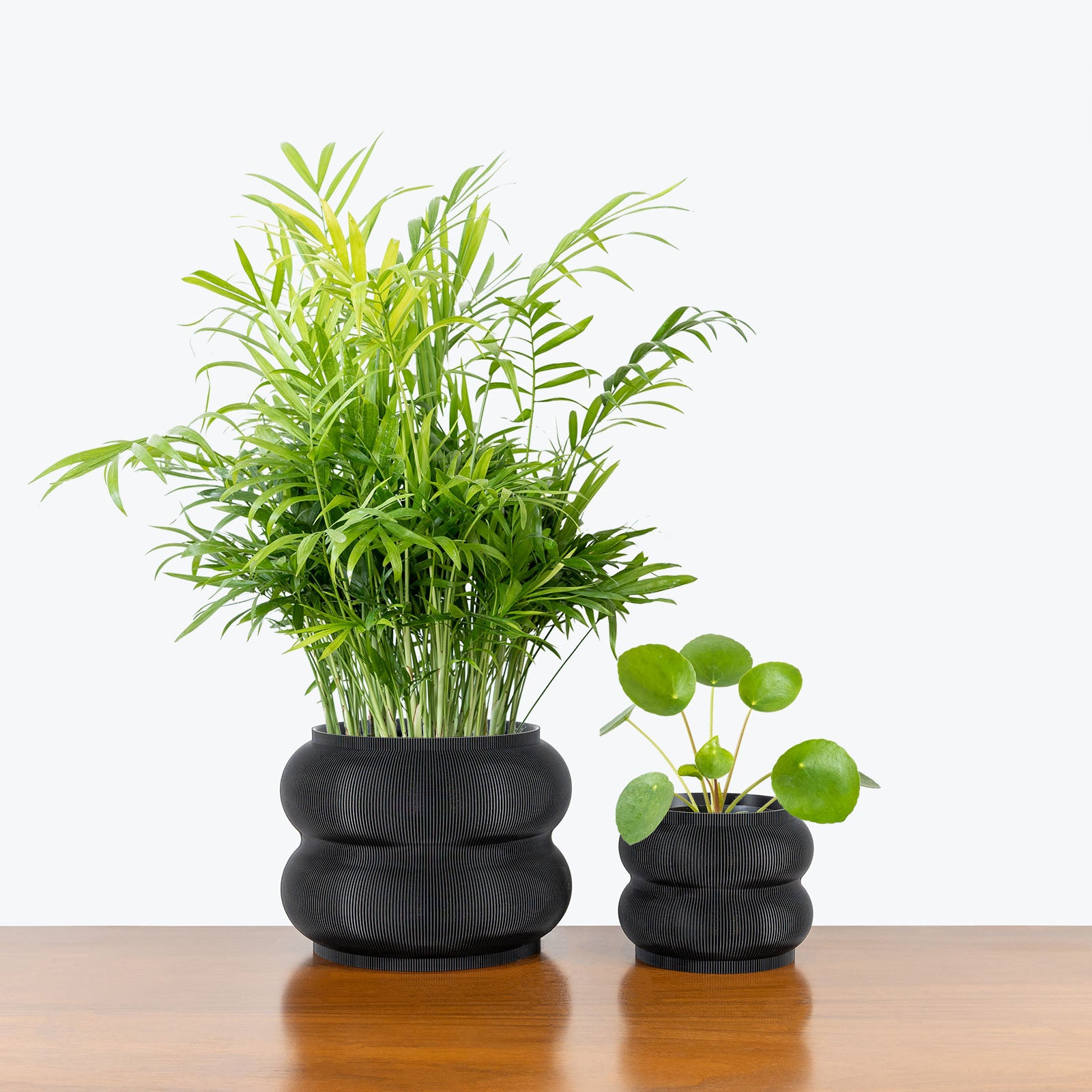 Pet Friendly Duo in 3D Printed Eco Friendly Peanut Black Planter - House Plants Delivery Toronto - JOMO Studio #planter_peanut planter