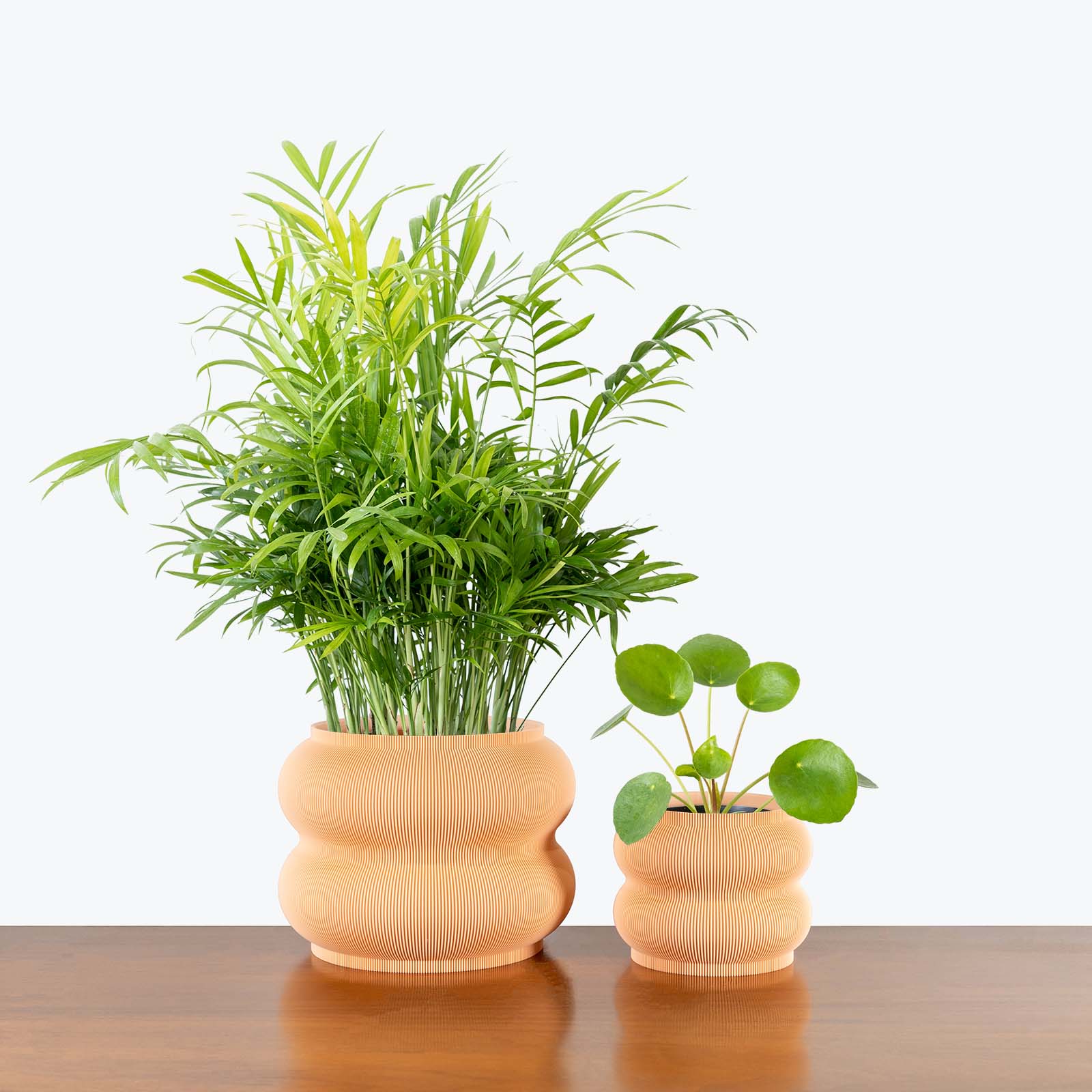 Pet Friendly Duo in 3D Printed Eco Friendly Peanut Peach Planter - House Plants Delivery Toronto - JOMO Studio #planter_peanut planter