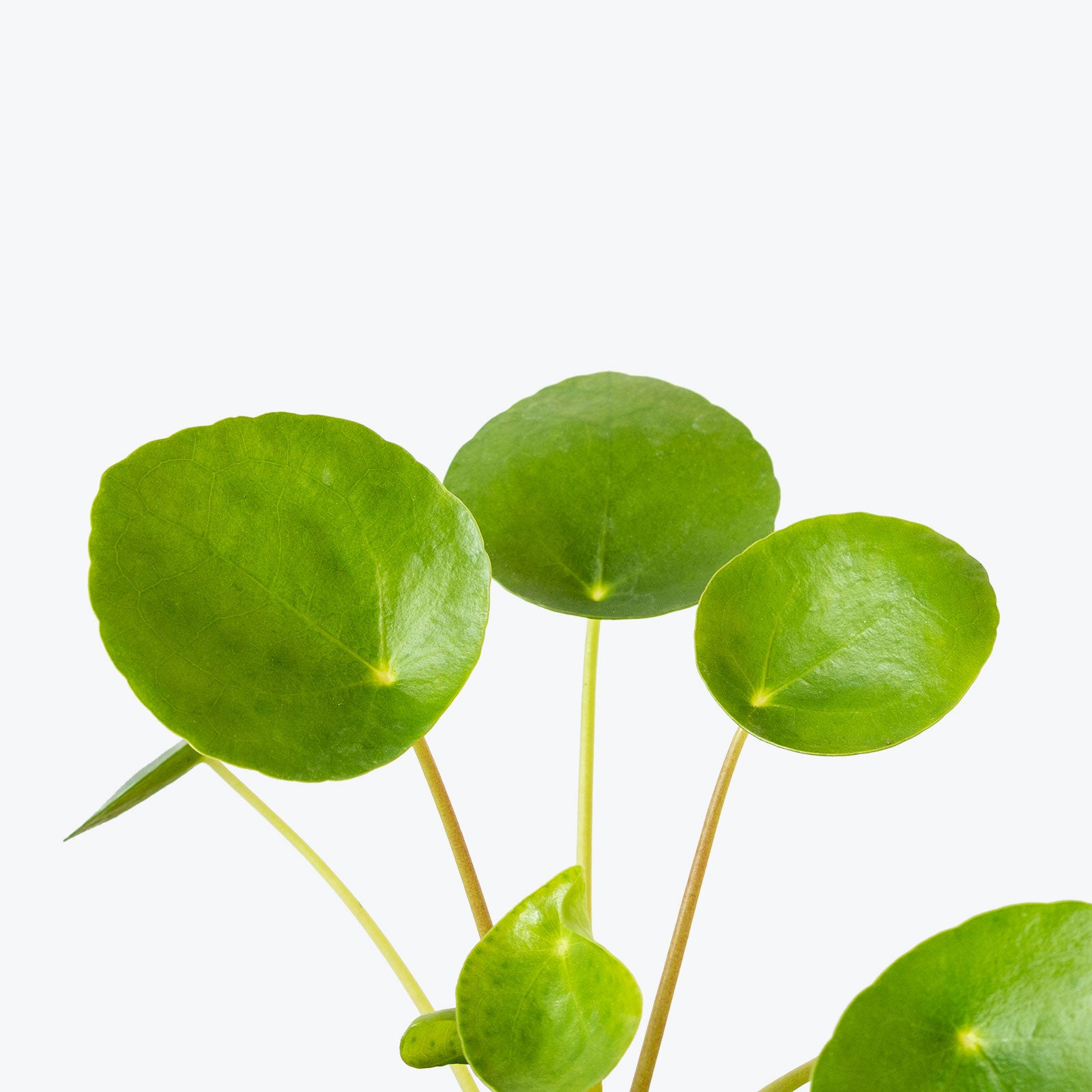 Pet Friendly Duo Pilea Peperomioides in 3D Printed Eco Friendly Planter - House Plants Delivery Toronto - JOMO Studio