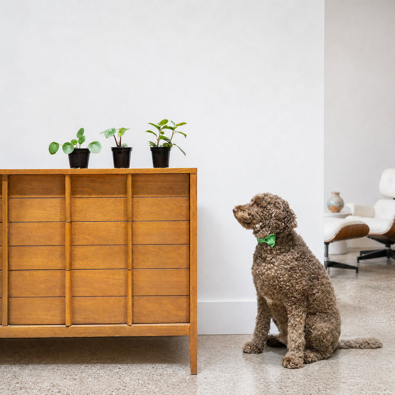 Pet Friendly Mystery Box - House Plants Delivery Toronto - JOMO Studio