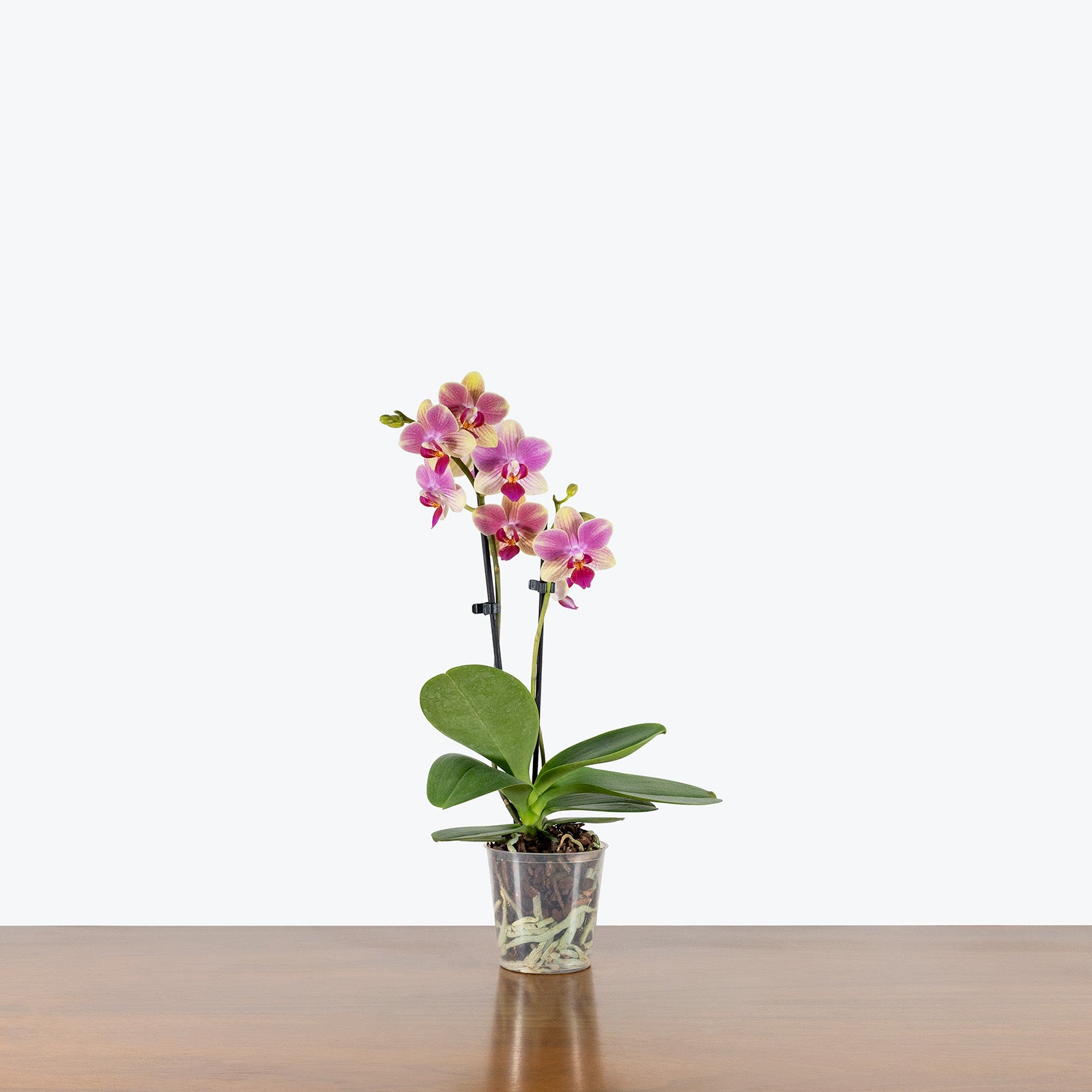 Phalaenopsis Orchid | Care Guide and Pro Tips - Delivery from Toronto across Canada - JOMO Studio