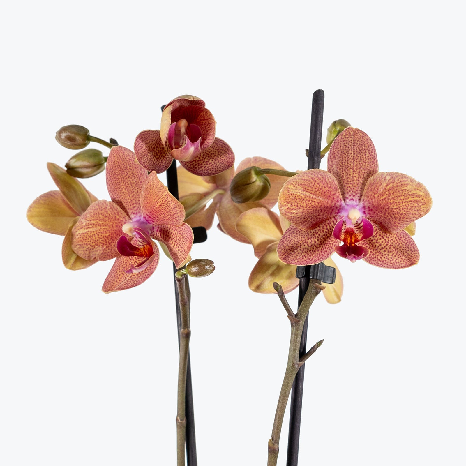 Phalaenopsis Orchid | Care Guide and Pro Tips - Delivery from Toronto across Canada - JOMO Studio