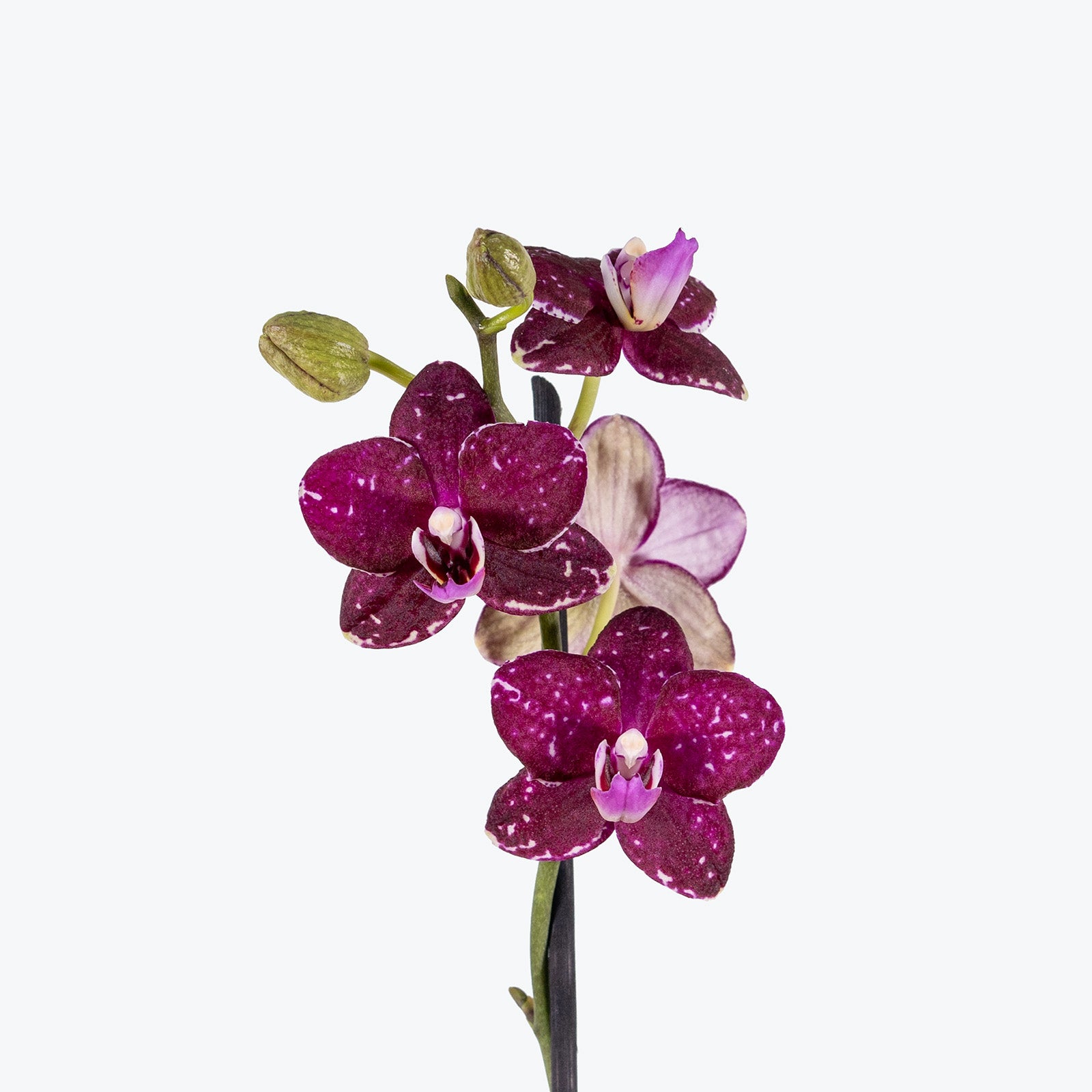 Phalaenopsis Orchid | Care Guide and Pro Tips - Delivery from Toronto across Canada - JOMO Studio