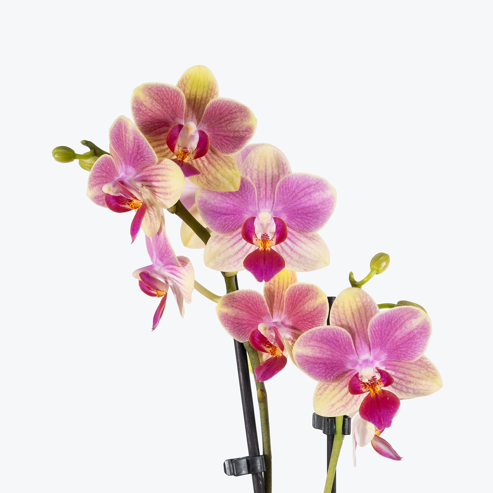 Phalaenopsis Orchid | Care Guide and Pro Tips - Delivery from Toronto across Canada - JOMO Studio