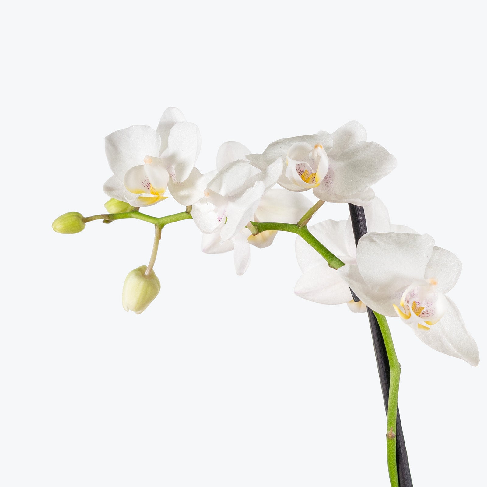 Phalaenopsis Orchid | Care Guide and Pro Tips - Delivery from Toronto across Canada - JOMO Studio