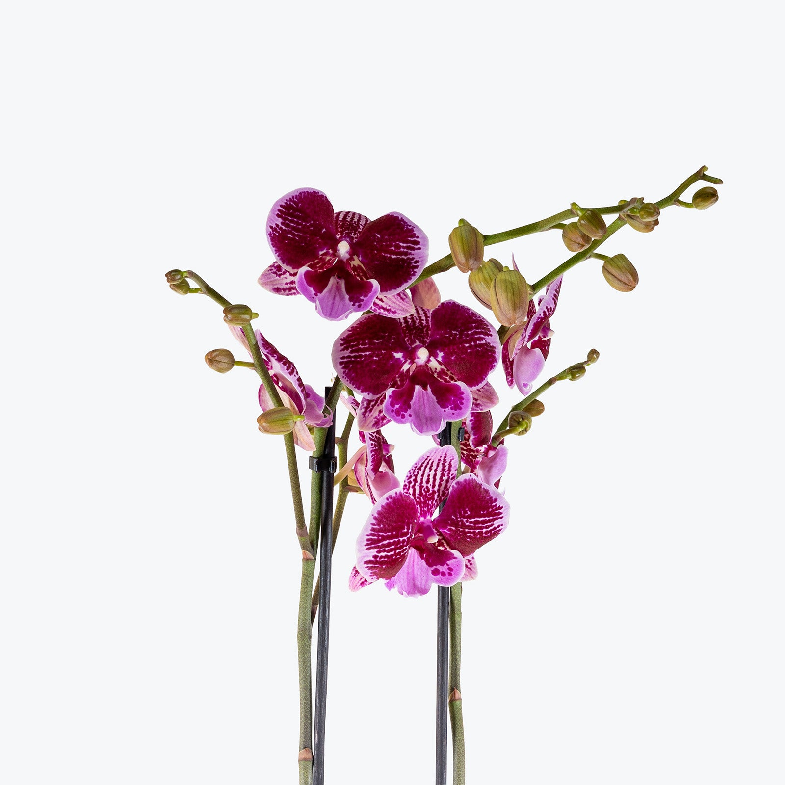 Phalaenopsis Orchid | Care Guide and Pro Tips - Delivery from Toronto across Canada - JOMO Studio
